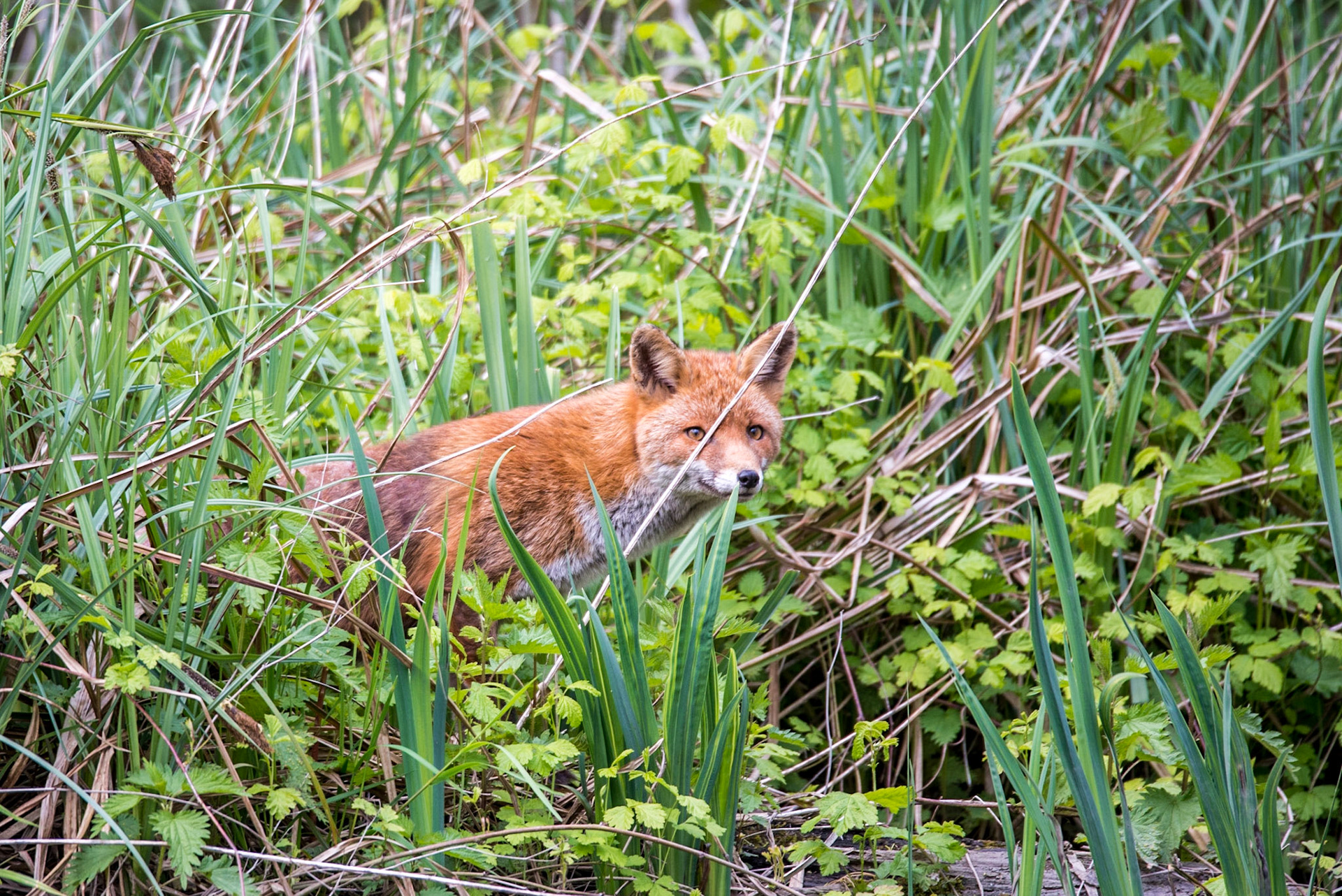 Renard roux