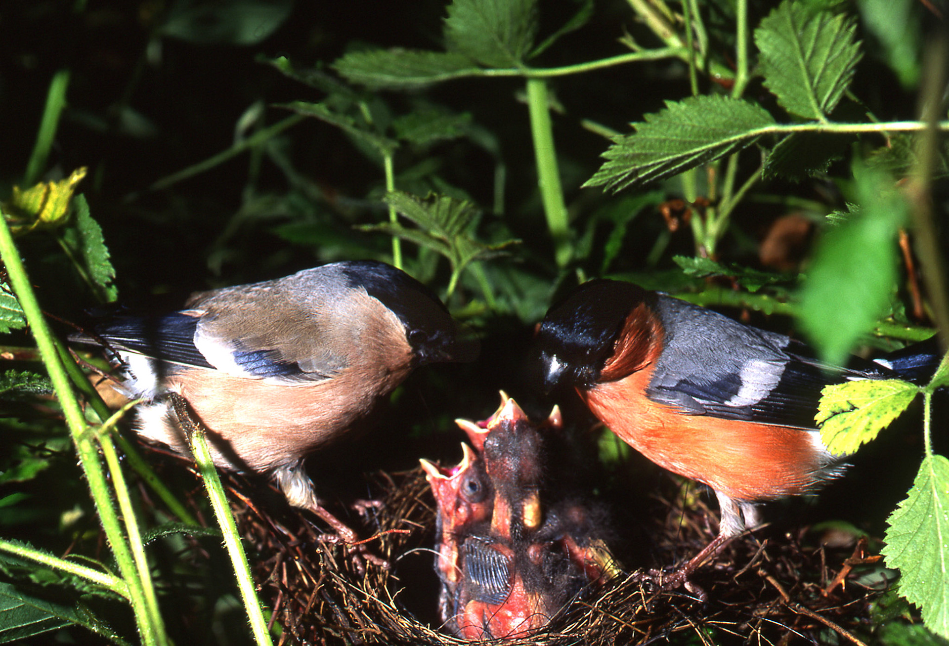 Bouvreuil pivoine. (Photo de 1989 - où l'on distingue à gauche la femelle et à droite le mâle. ) Oiseau massif et charpenté, le bouvreuil pivoine est un peu plus grand qu'un moineau, mais il paraît plus grand en raison de sa silhouette arrondie. Aisément reconnaissable, il se caractérise par la teinte noire de sa queue, de sa face, de sa tête et de ses ailes avec un miroir alaire blanc. La photographie d'oiseaux au nid est à déconseiller. Cependant pour cette image, toutes les précautions d'approches et de discrétion préconnisées par la LPO (Ligue pour la Protections des Oiseaux) ont été respectées avec minutie. L'intérêt de l'oiseau doit toujours prévaloir sur celle du photographe.
