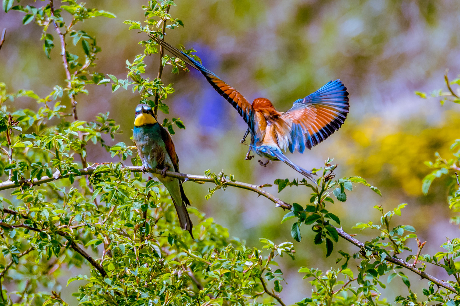 Guêpiers d'Europe. Leurs longs becs sont incurvés. leurs rectrices médianes dépassent de la queue. Des taches de couleur marquent tout le plumage. Les jeunes, au plumage moins vif, n'ont pas les rectrices médianes allongées.
