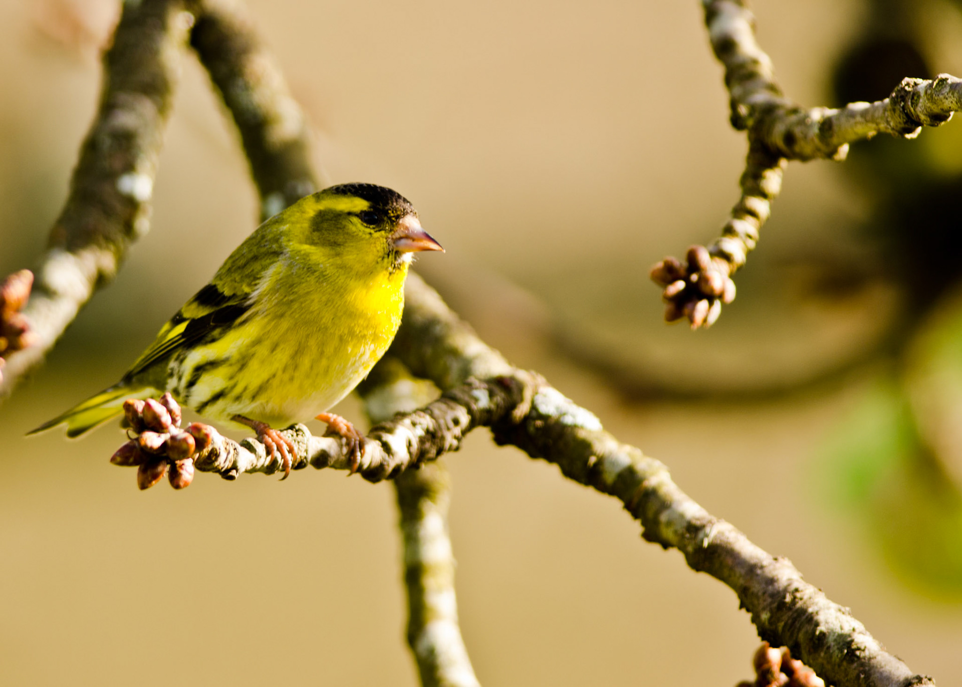 Tarin des Aulnes. Ce petit pinson noir et vert est devenu un hôte familier des jardins à la fin de l'hiver. Il possède une queue noire fourchue avec des taches jaunes sur les côtés et profondément fourchue à l'extrémité, un plumage rayé de vert, de noir et de jaune et un bec puissant et pointu.