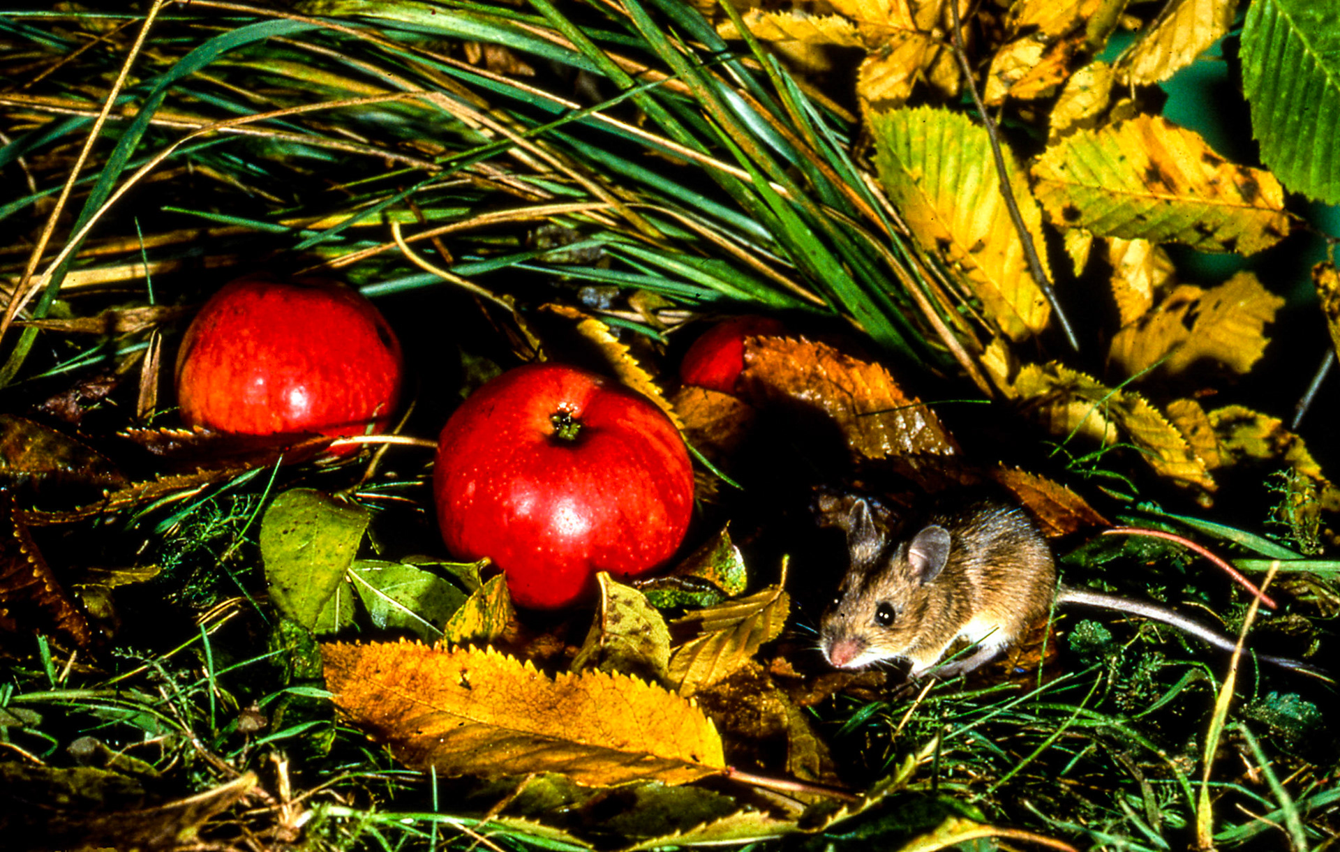 Souris grise