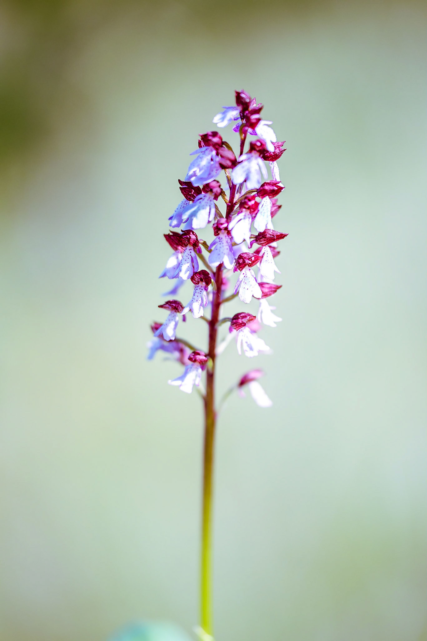 Orchis pourpre