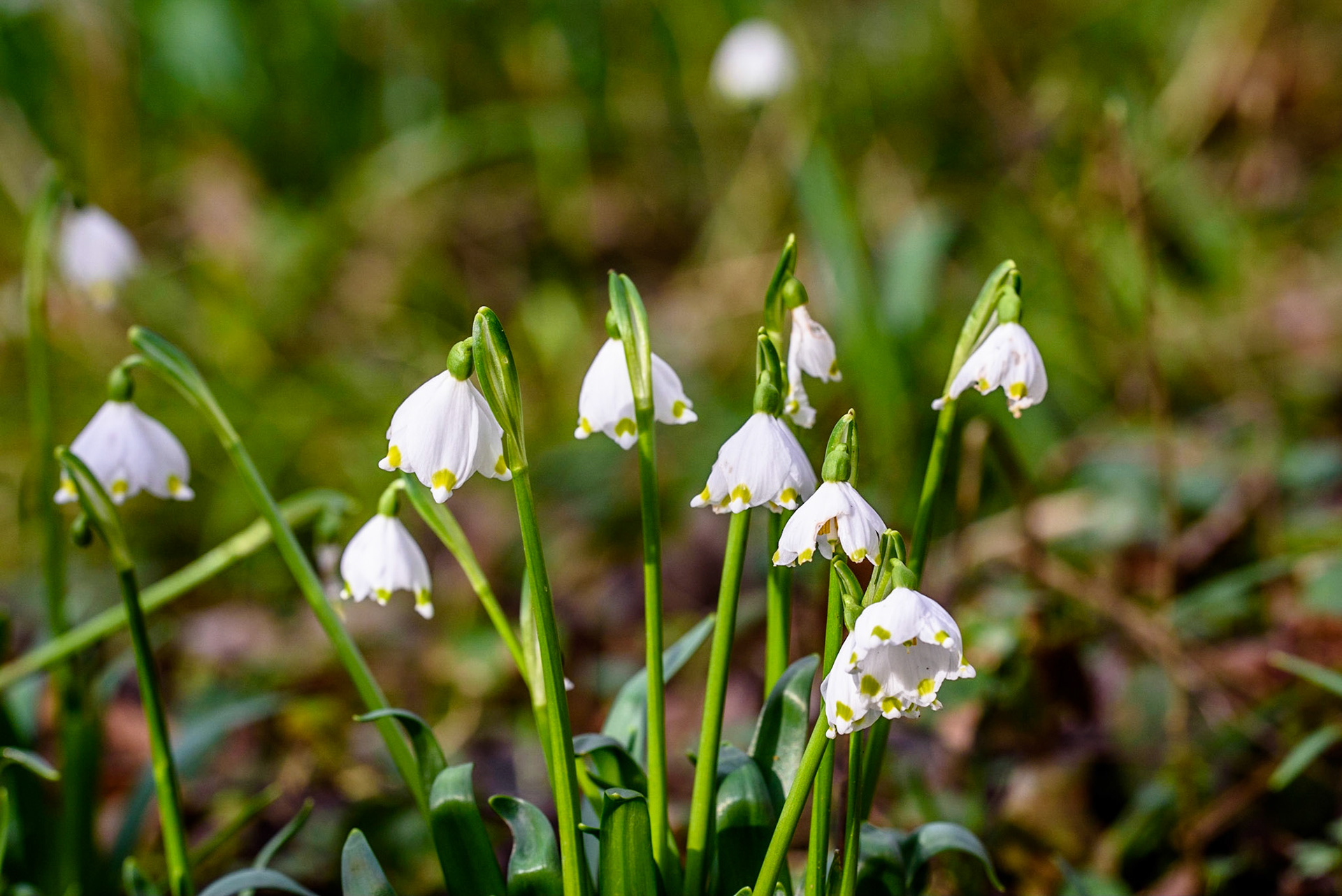 Les Nivéoles de printemps ressemblent aux Perce-neige dont elles sont apparentées. Elle fleurit en fin d'hiver, début du printemps. C'est une plante protégée en Picardie et en Champagne. Méconnue et oubliée, elle gagne à être observée de près, et si vous avez la chance d'en découvrir sur un terrain humide en forêt puisqu'il se peut qu'elle soit parfois confondue avec les Perce-neige, regardez-là bien : elle porte une silhouette très gracieuse avec sa petite corolle blanc-immaculé avivée par une pointe de vert sur le bord de chaque pétale. C'est une modeste mais merveilleuse fleur à clochettes.