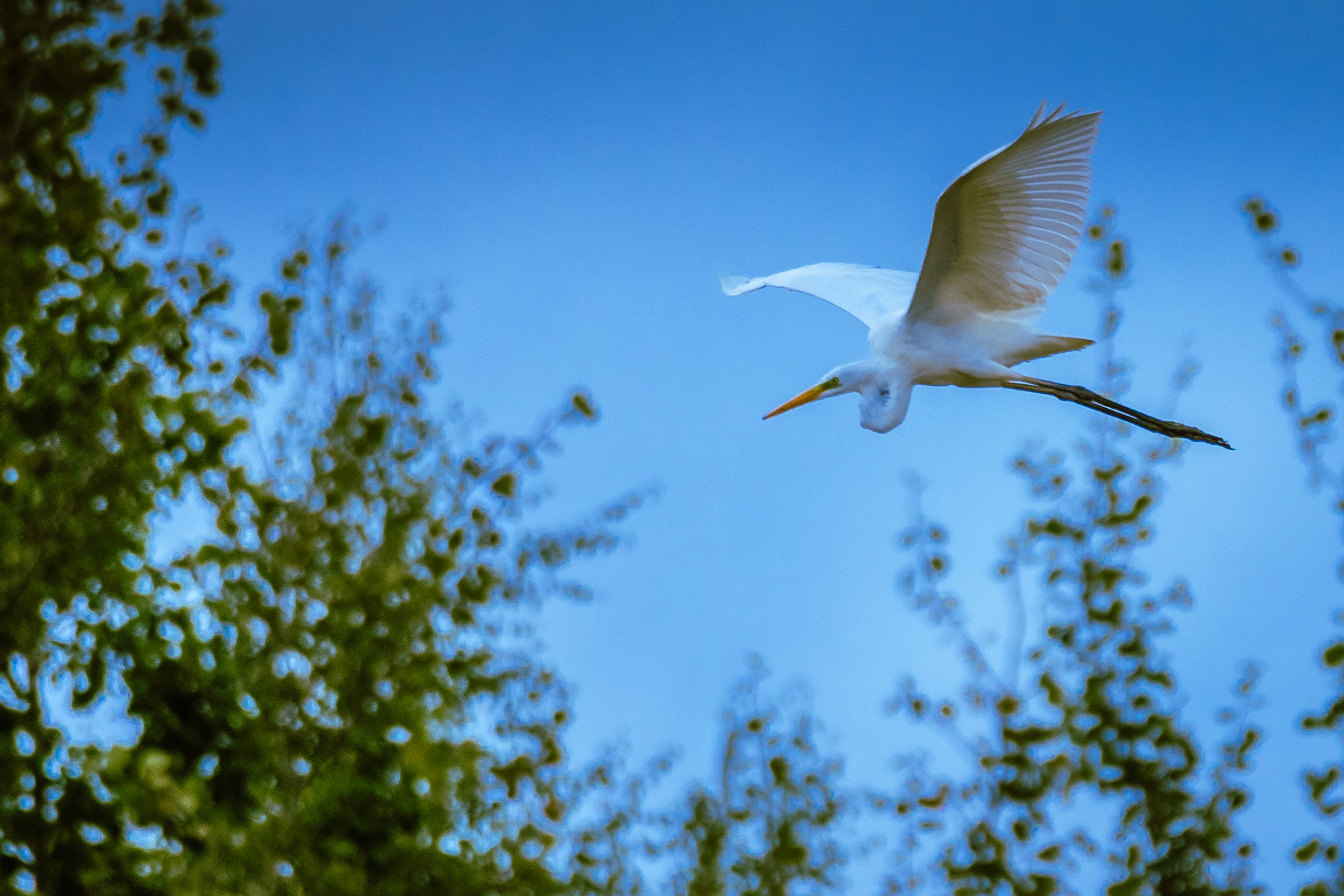 Grande Aigrette. C’est un grand héron entièrement blanc. De la taille du héron cendré, elle a en proportion les pattes et le cou plus longs.