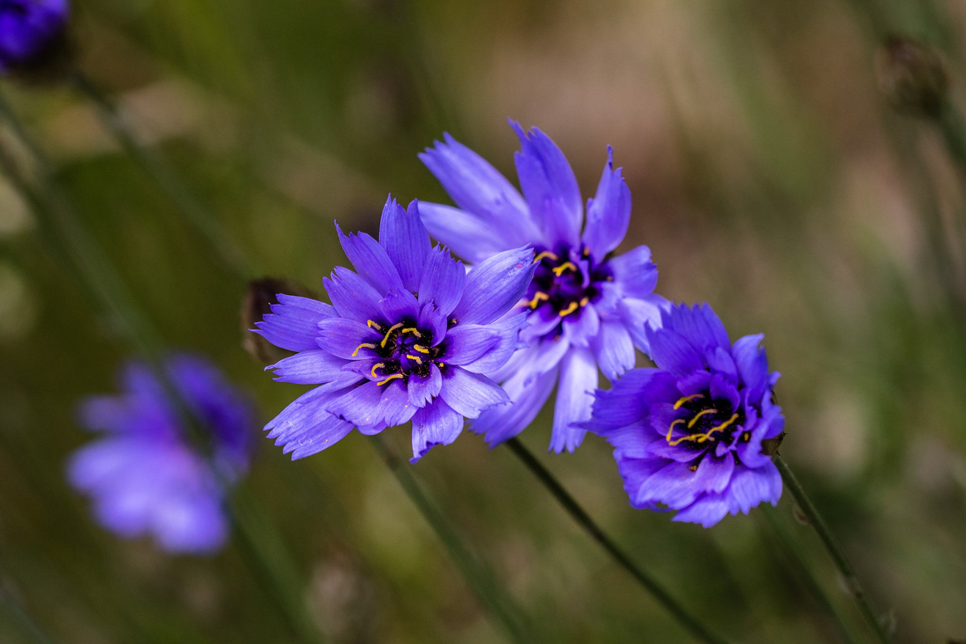 Catananche bleue ou Cupidone. Cette très jolie fleur adore le soleil et fleurit tout l'été d'un bleu lavande lumineux.