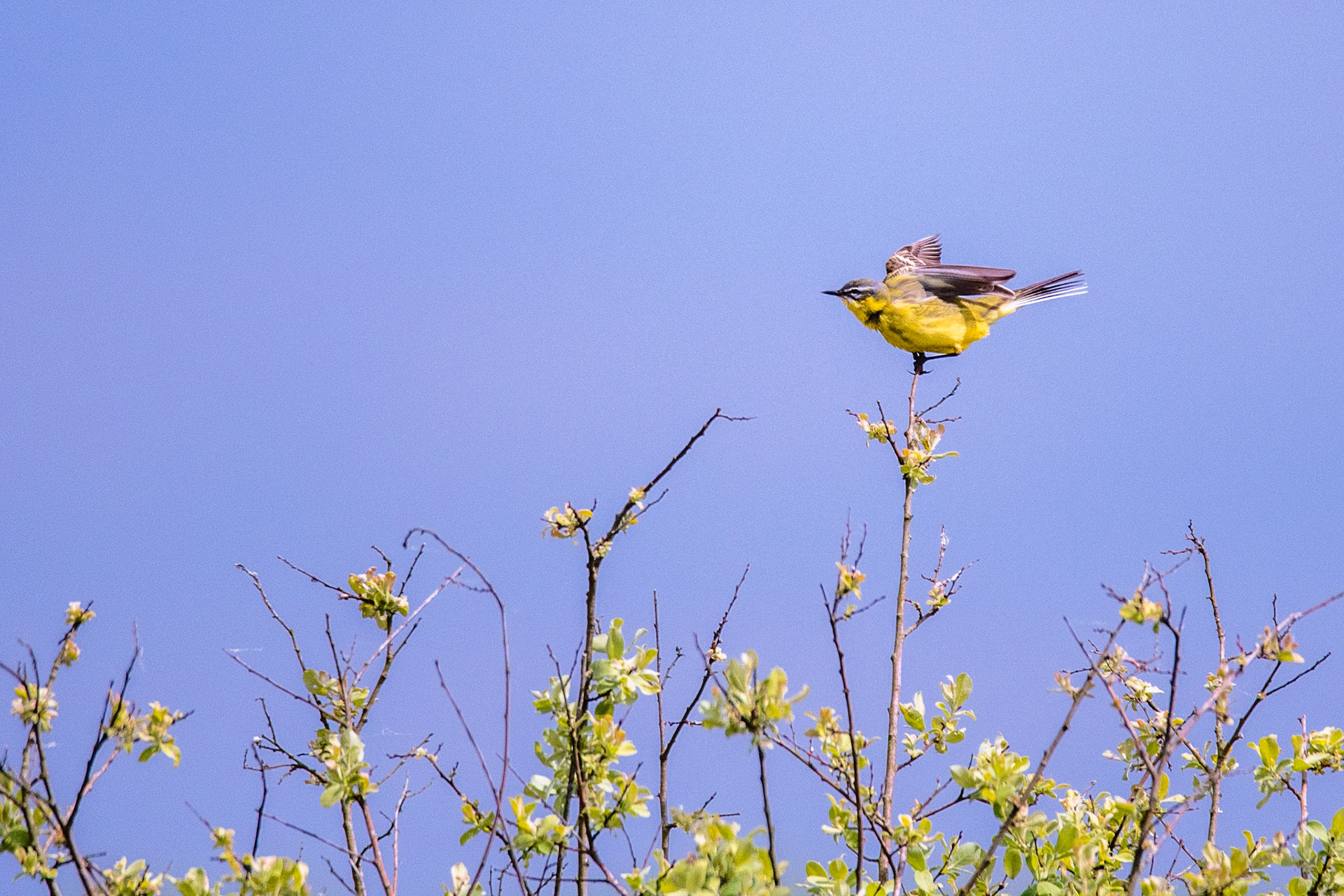 Bergeronnette printanière. Elle se reproduit dans les zones marécageuses, les prairies humides, les marais, les terres agricoles éloignées des jardins. On a plus de chance de la voir près d'un point d'eau.