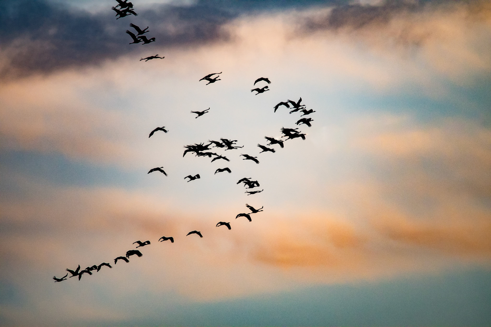 Grues cendrées sur le lac du Der en Champagne-Ardennes.