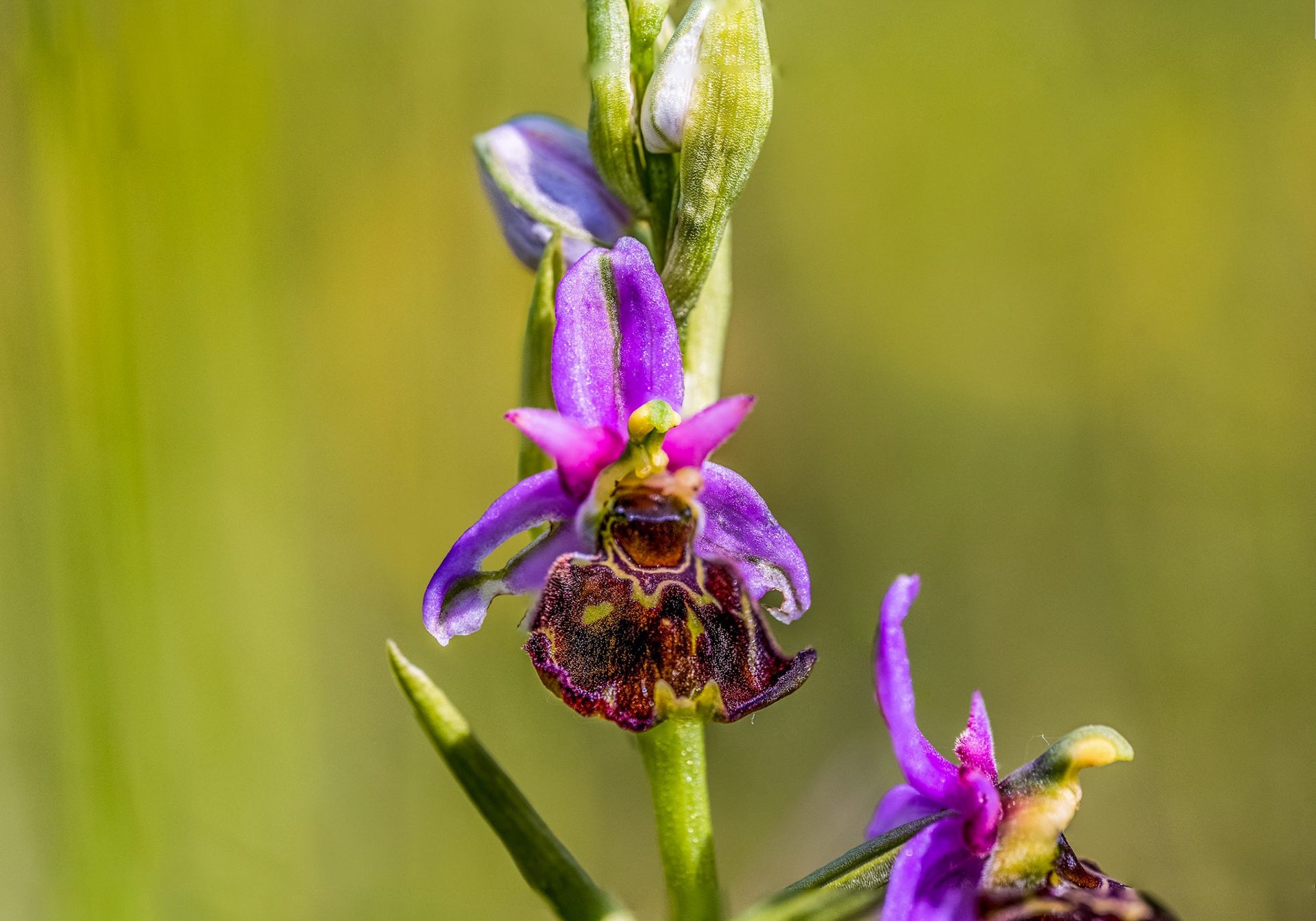 Ophrys - Orchidée sauvage. Cette belle sauvageonne mérite d'être mieux connue... Car c'est une fleur fascinante, somptueuse, sophistiquée et très délicate.