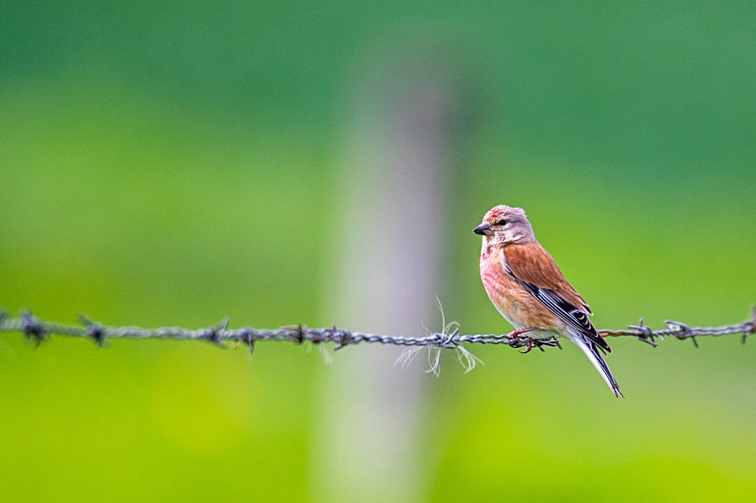 Linotte mélodieuse. Un peu plus petit qu'un moineau, ce petit oiseau élancé a un aspect soigné et il doit son nom à son chant qui est une succession de courtes syllabes sonore faites de jolis gazouillis flûtés pleins d'allégresse. Il a un petit bec mais de forme conique indiquant qu'il mange aussi des graines. Pendant la saison de reproduction, il est impossible de ne pas reconnaître le mâle arborant fièrement des taches rouges sur le front et sur la poitrine. Malheureusement, la linotte mélodieuse se trouve maintenant sur la triste liste des espèces menacées.
