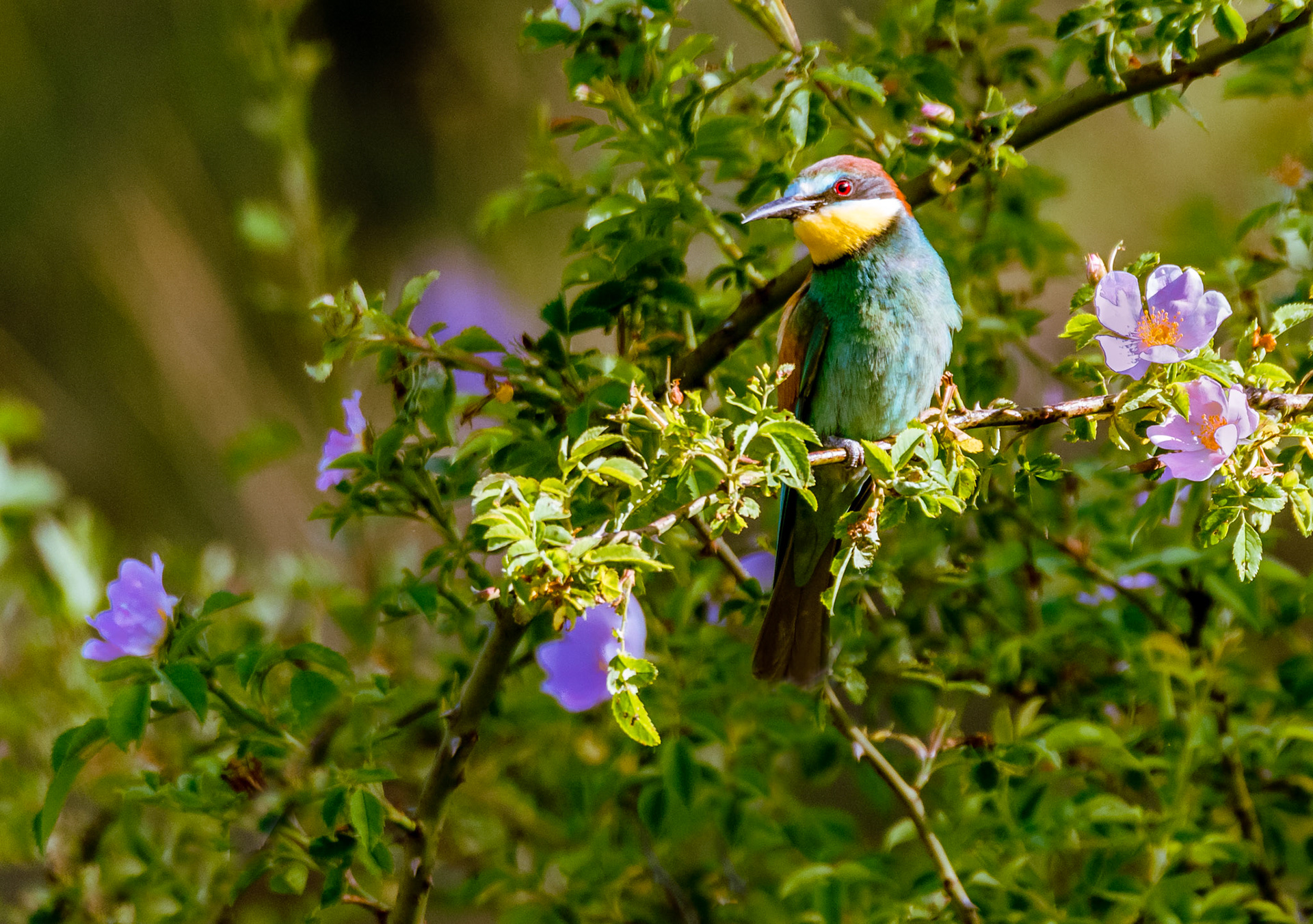 Guêpier d'Europe. Il chasse les insectes souvent à bonne hauteur avec des planés, les ailes raides et de brefs épisodes de battements rapides d'ailes. Oiseau assez craintif. Il aime les terrains découverts ensoleillés, cultures, prairies sèches, marais, avec buissons, arbres isolés et bosquets, clairières des grands massifs forestiers. Rencontré souvent près des cours d'eau à berges sablonneuses abruptes.