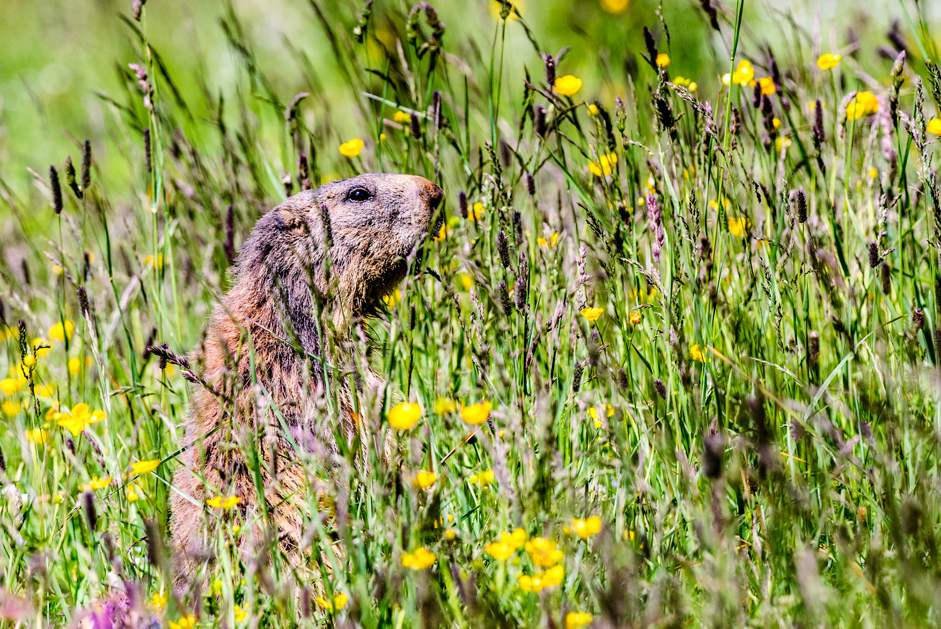 Marmotte