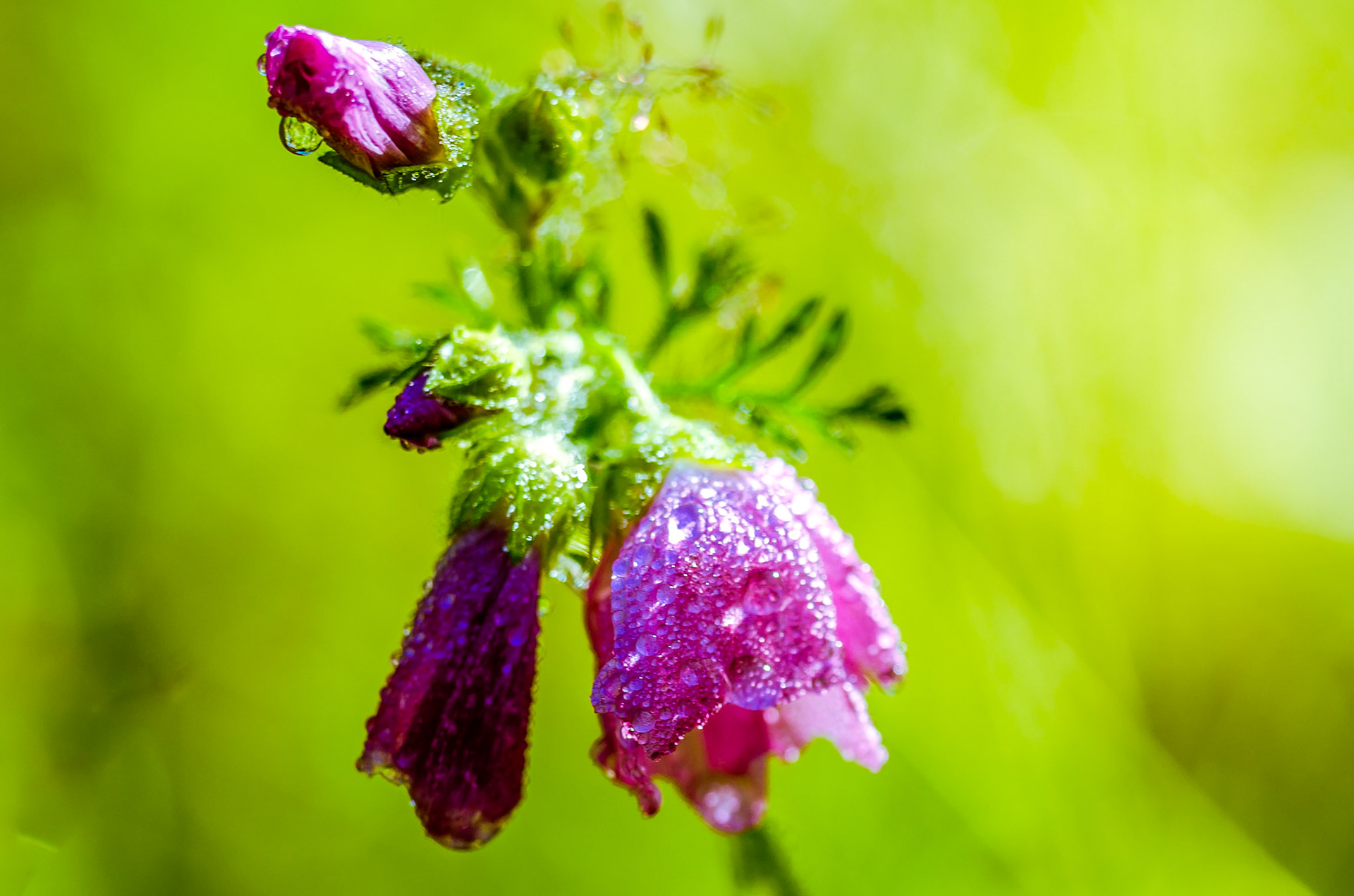 La rosée du petit matin en montagne ? Non, c'est une pluie sévère après un orage.