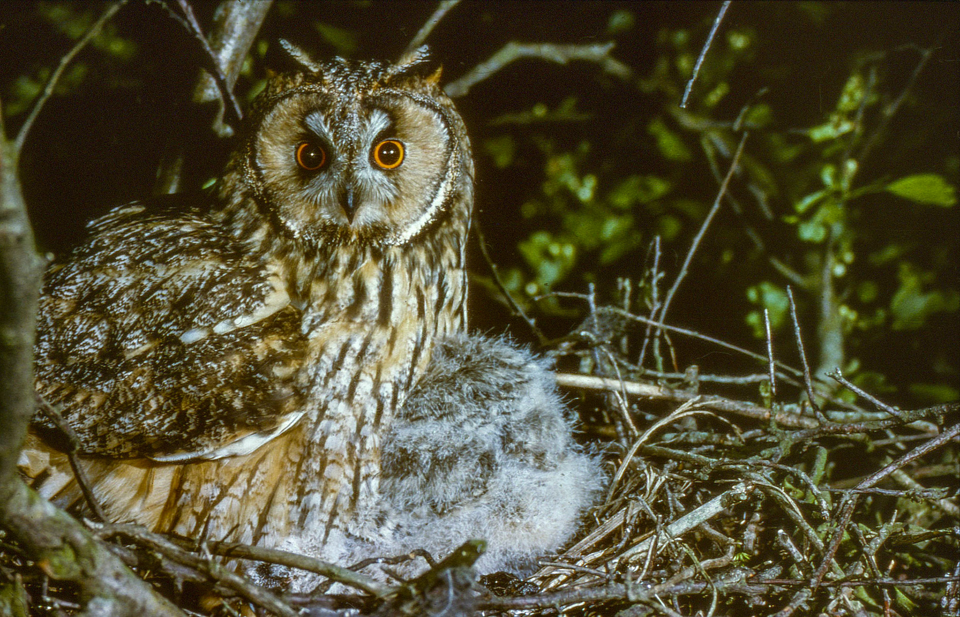 Hibou Moyen-Duc. On distingue ses deux aigrettes juste au-dessus de son masque facial. Elles simulent des cornes lui donnant un air fantastique.