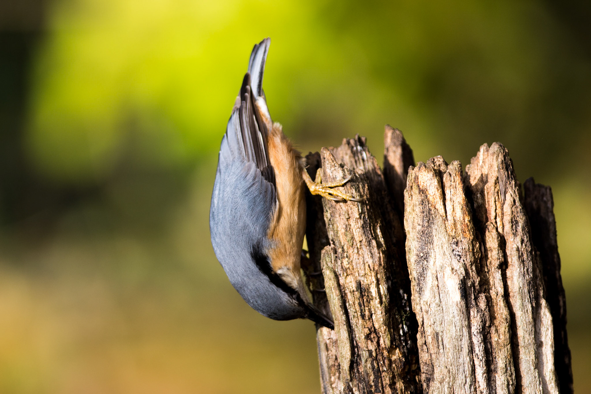 Sittelle torchepot. Les oiseaux de la famille des sittelles partagent un talent unique : à l'aide de leurs griffes puissantes, ils peuvent grimper et descendre sur un tronc d'arbre à la verticale. Pics et grimpereaux escaladent les arbres tête en haut ; la sittelle se déplace en tous sens sur les arbres, même la tête en bas.