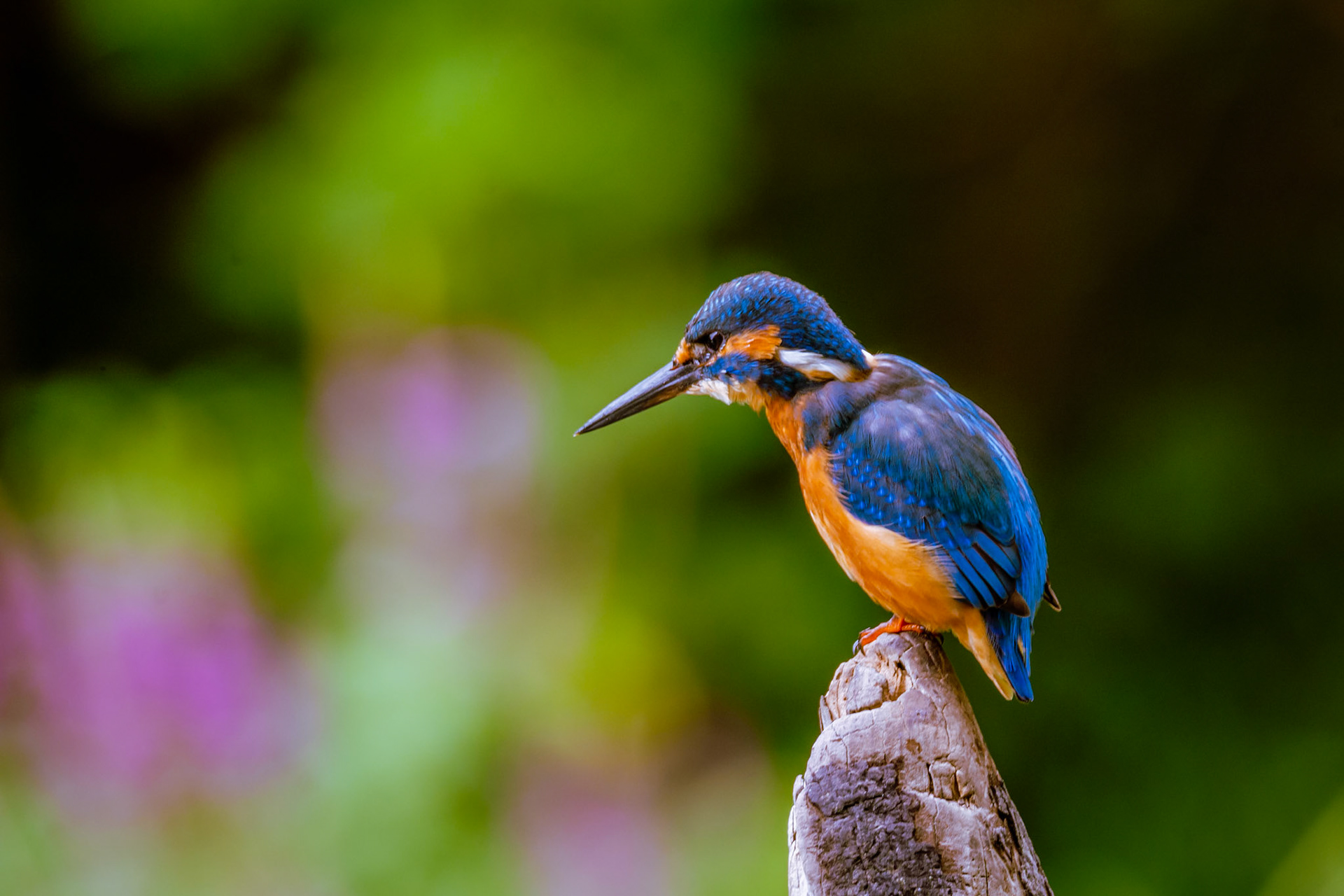 Martin-Pêcheur. La partie supérieure est fortement colorée de turquoise et de bleu, les ailes sont plus foncées. Les joues et le dessous sont roux-orange, la gorge est blanche.