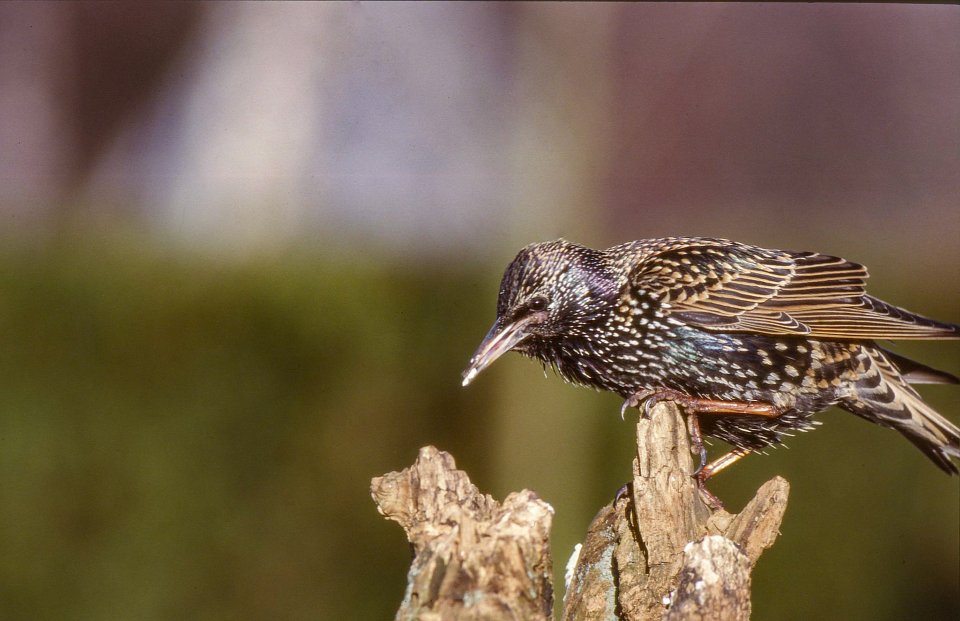Étourneau sansonnet. C'est à la fois un oiseau des villes et des champs. De son poste de chant favori, il fait entendre un bavardage de sons gloussés, sifflés, cliquetés, avec toutes sortes d'imitations d'autres oiseaux ou de bruit de ville.