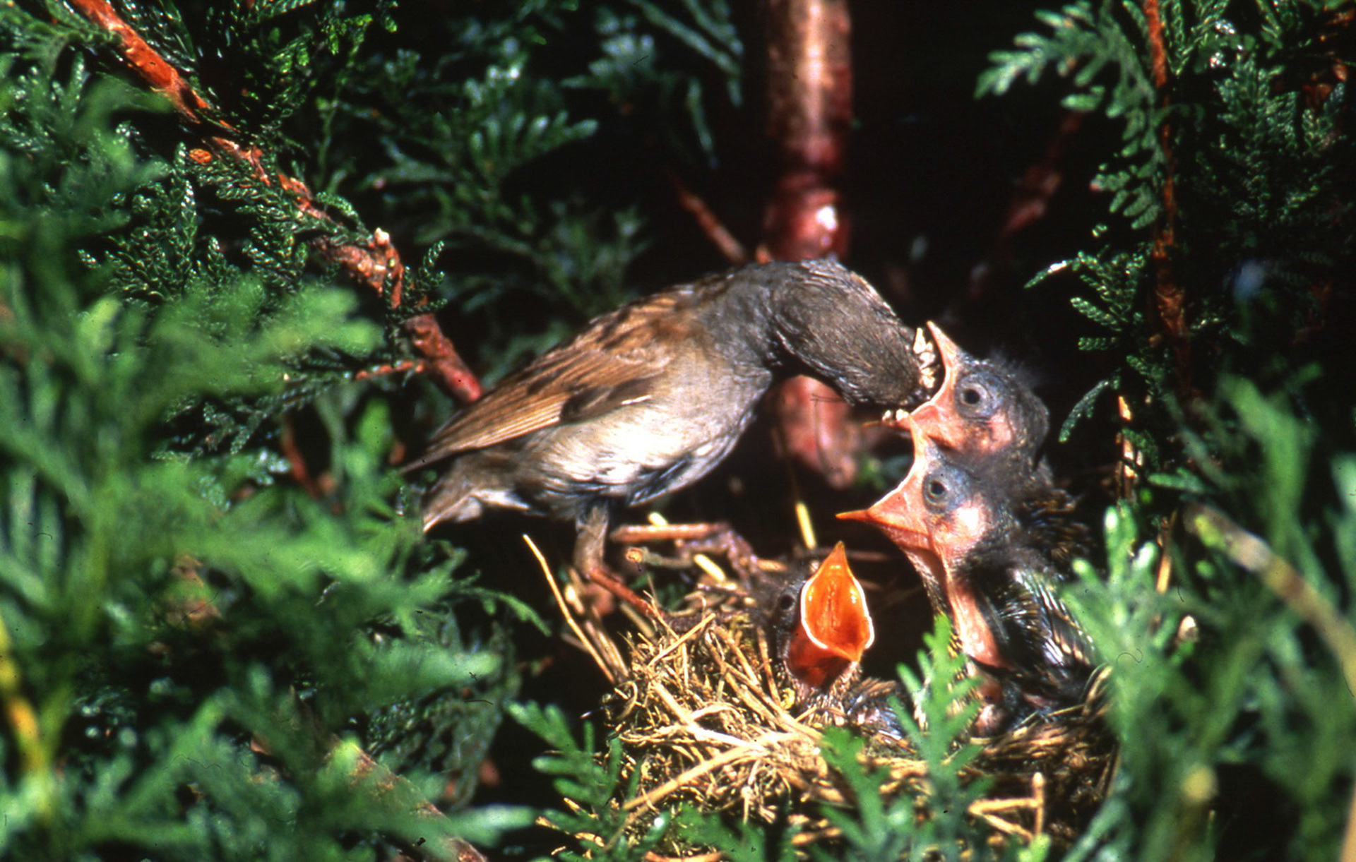 Accenteur mouchet. Photo de 1994. L'accenteur mouchet est un oiseau répandu mais discret et furtif, car il ne se montre que peu, sauf lorsqu'il chante au printemps, perché sur un arbre, un buisson ou un fil électrique. Il a tendance à rester à proximité du couvert lorsqu'il recherche des graines et des insectes. La photographie d'oiseaux au nid est à déconseiller. Cependant pour cette image, toutes les précautions d'approches et de discrétion préconnisées par la LPO (Ligue pour la Protections des Oiseaux) ont été respectées avec minutie. L'intérêt de l'oiseau doit toujours prévaloir sur celle du photographe.