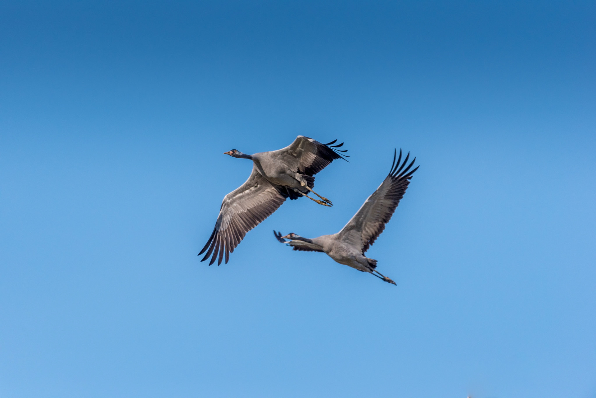 Grues cendrées en vol. La grue cendrée est un oiseau élégant à l'allure altière dont les sexes sont difficilement discernables.