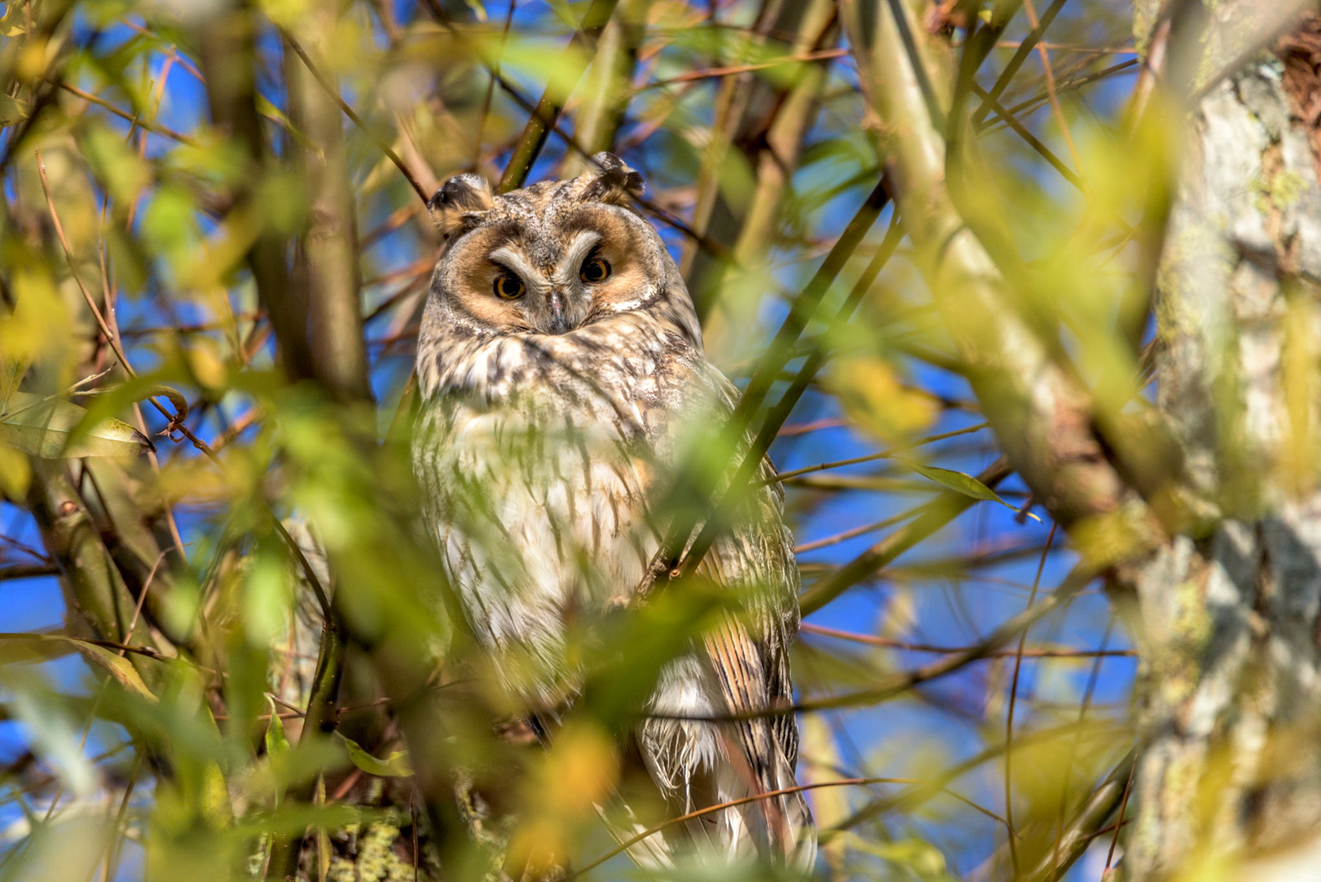 Le hibou moyen-duc. Rapace nocturne de la taille d'une corneille, c'est le seul hibou de taille moyenne qui ait de longues aigrettes. Son plumage est très tacheté et il a des yeux orange. Il est plus svelte que la chouette hulotte. Il est surtout actif au crépuscule et pendant la nuit.
