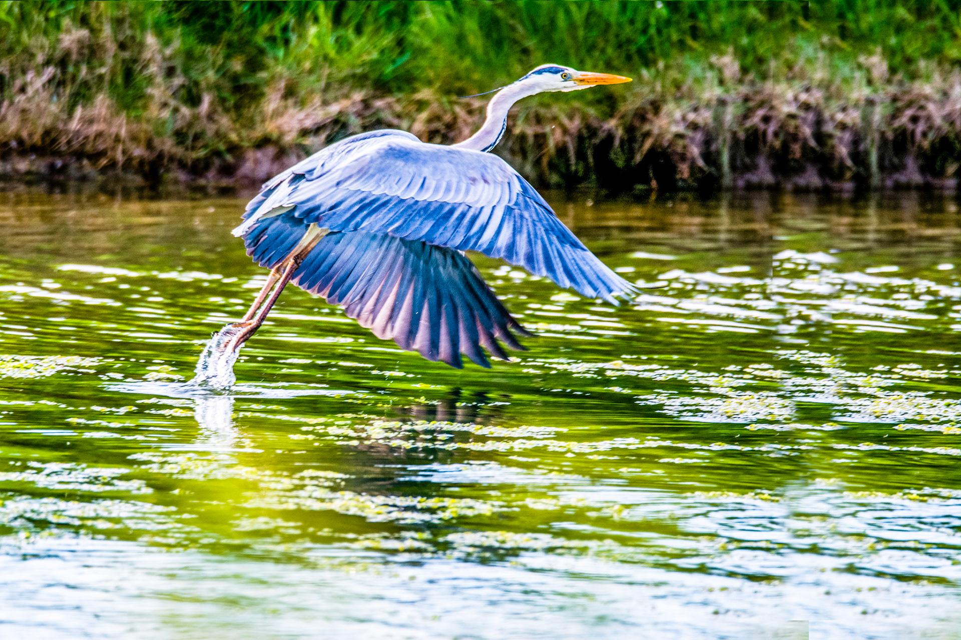 Héron cendré. Ile d'Oléron. Présent dans toutes les eaux où il peut pêcher, le héron cendré est un grand échassier solitaire. Très prudent, il est rarement observé dans les jardins, mais il peut toutefois être attiré par les mares pour pêcher des poissons ou des grenouilles. Il reviendra alors jusqu'à ce qu'il ait épuisé cette source très ponctuelle de nourriture.