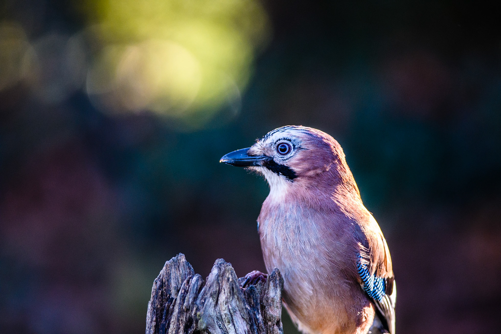 Geai des chênes. C'est un passereau de la famille des corvidés comme les corbeaux et les pies avec qui il partage leurs habitudes de prédateurs et d'intelligence. En hiver, c'est un hôte régulier de notre jardin et sa présence ne passe jamais inaperçue car, en plus d'être beau, c'est un oiseau intéressant à regarder vivre.
