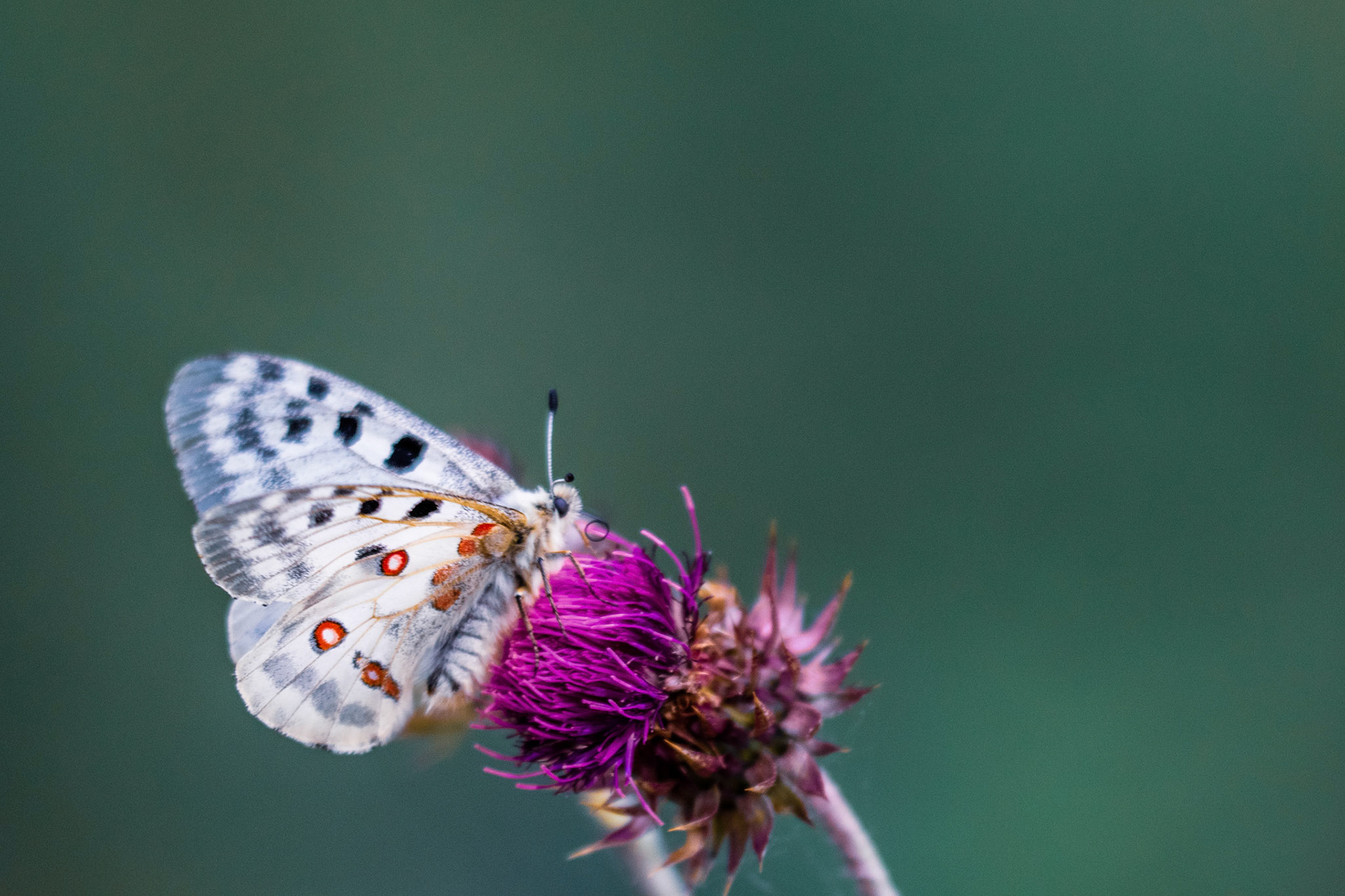Cirse des Champs. Le cirse est très prisé des papillons .Dans la Nature tout est échanges. On voit ici combien le papillon Apollon prend plaisir à butiner ce Cirse des champs. Mais on sait moins toute la joie qu'éprouve cette fleur à offrir son précieux nectar au papillon.