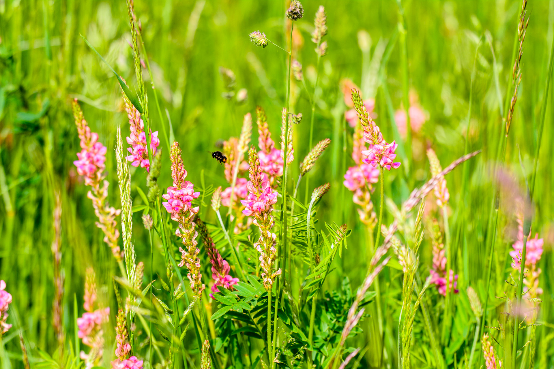 Sainfoin à feuilles de Vesce