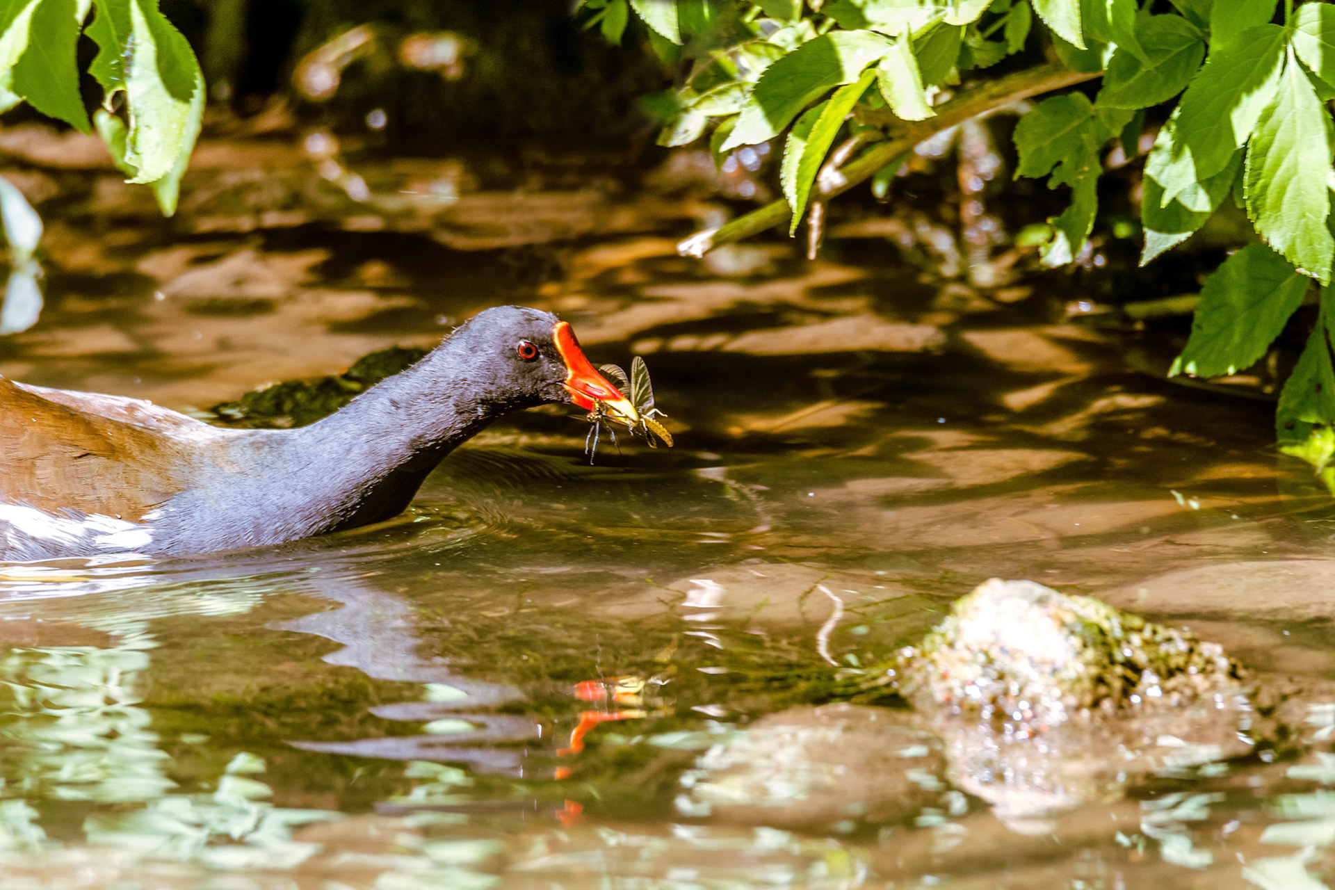 Poule d'eau. Elle a de longues pattes et de longs doigts jaune verdâtre non palmés. Le bec et la plaque frontale sont rouge vif avec des extrémités jaunes, brun verdâtre chez les juvéniles au plumage brunâtre.