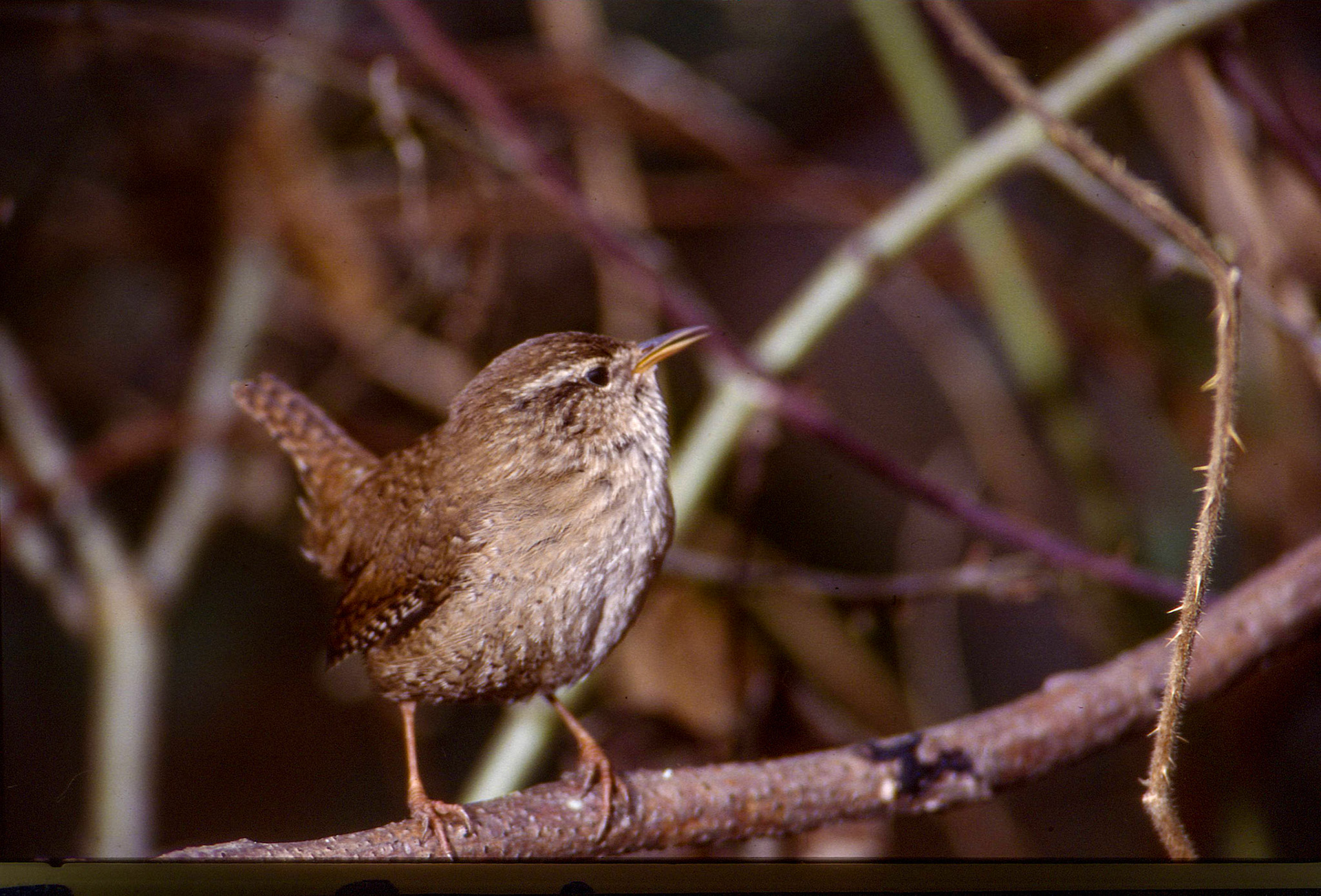 Troglodyte. Ce minuscule oiseau ne laisse nulle part ignorer sa présence. En toutes saisons, à tout propos, il éclate en apostrophes véhémentes et en chants stridents.