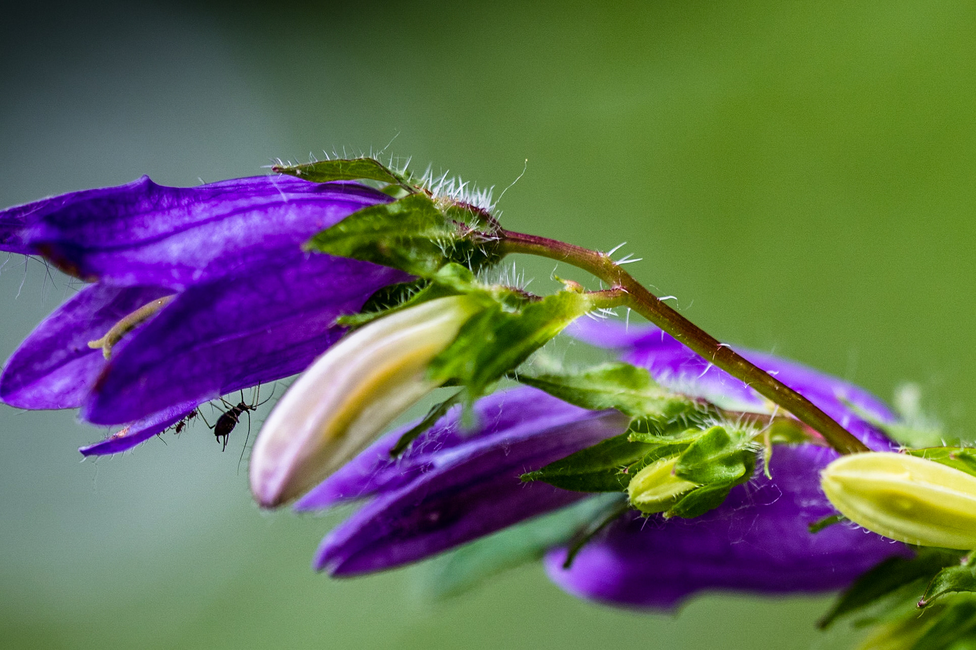 Campanule alpestre