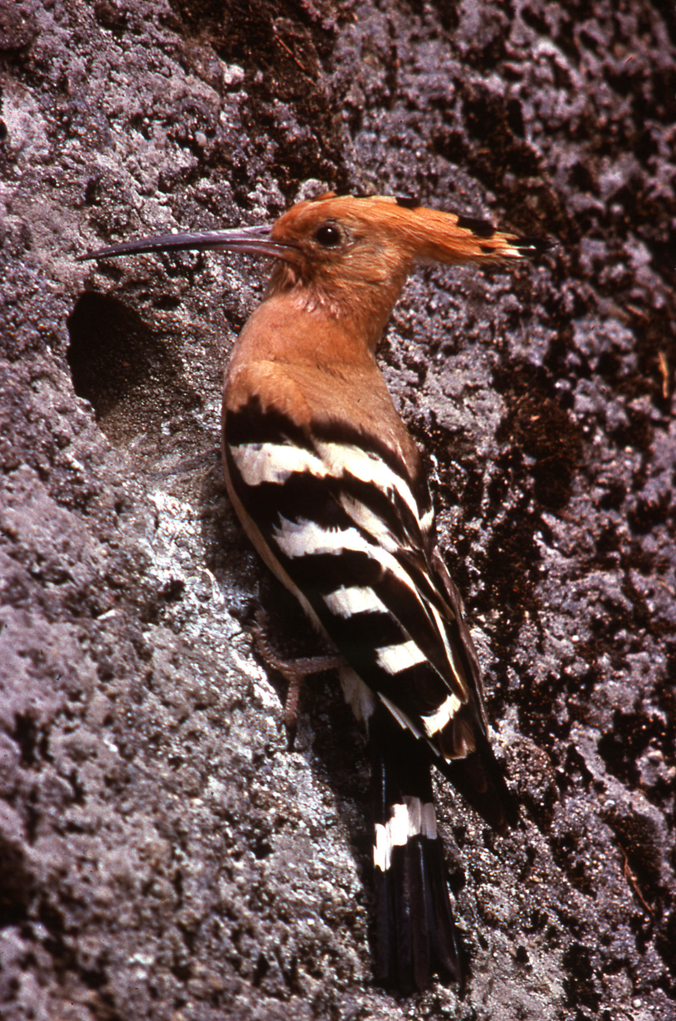 Huppe fasciée. La huppe fasciée est le visiteur le plus spectaculaire de nos pelouses (surtout dans le sud de la France). C'est un splendide oiseau avec son appendice plumeux sur sa tête. Cette crête, qui peut être dressée en éventail, lui a donné son nom. Elle possède un bec effilé qui est utilisé pour extraire du sol des larves et des insectes. Son plumage est d'un orange-rosé foncé et elle a les ailes et le dos rayés de noir.