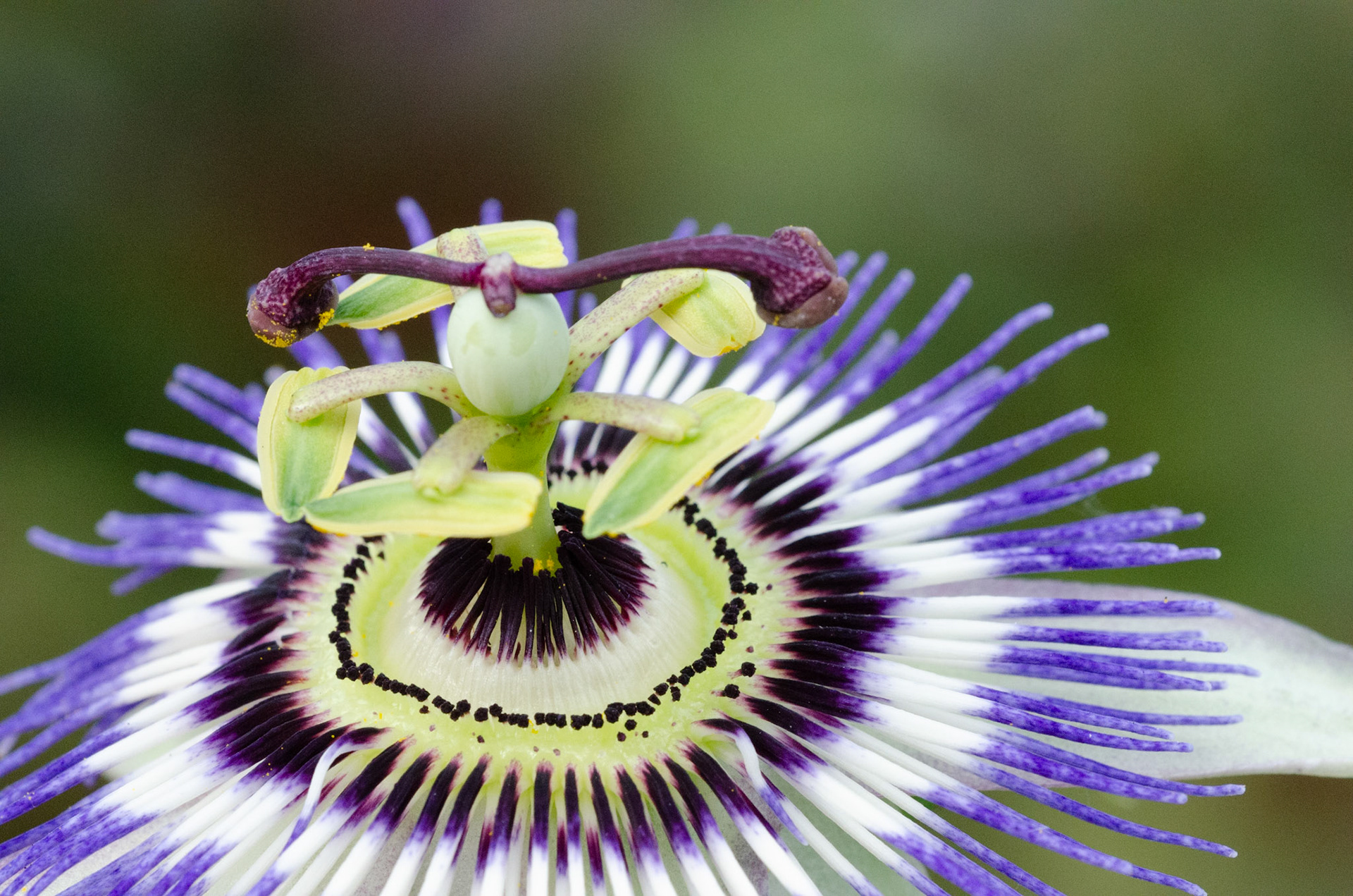 Fleur de Passiflore - Elle n'est pas une fleur sauvage de nos régions. La Passiflore est une belle liane originaire du Mexique mais elle aime nos jardins.
