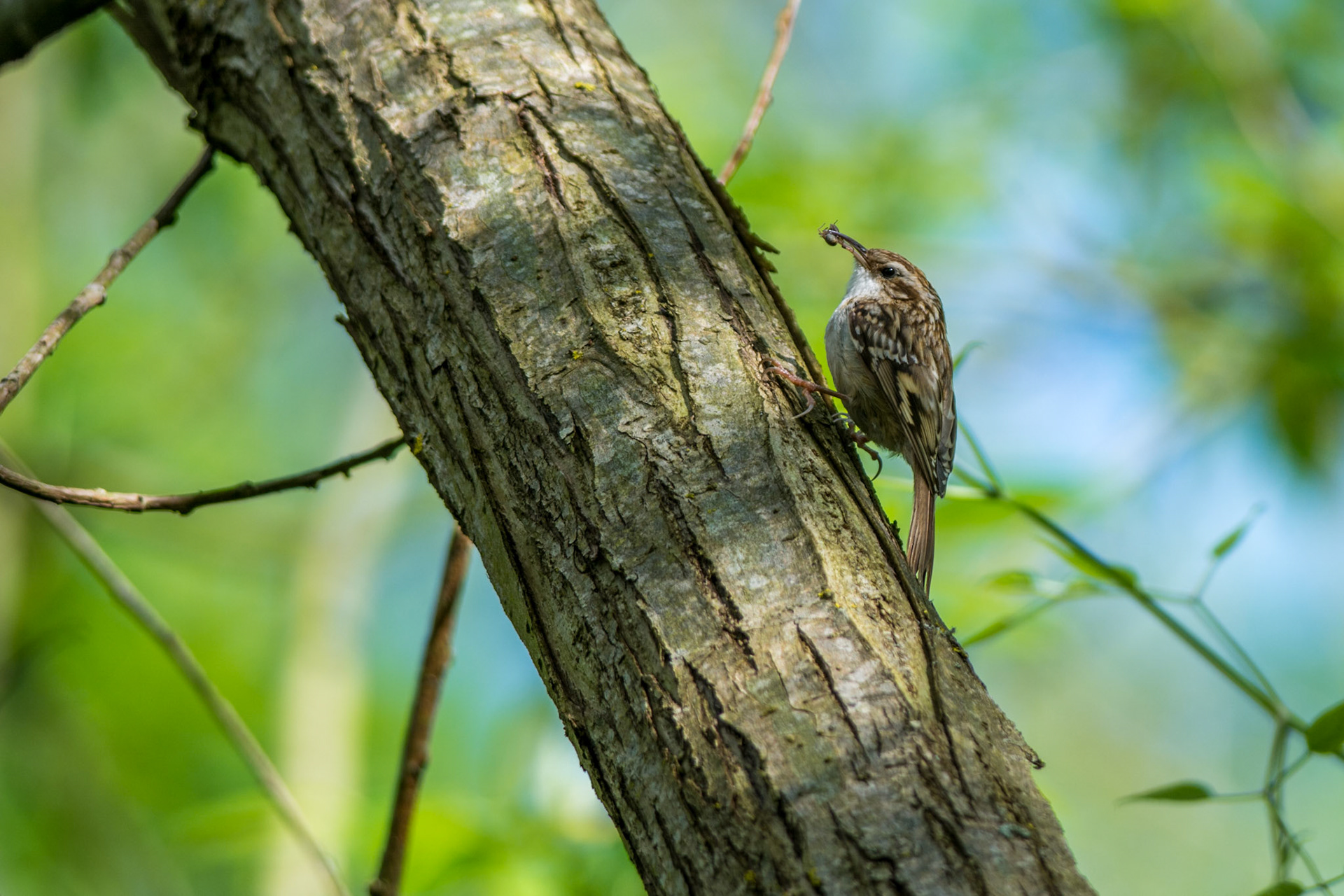 Grimpereau des bois. Les grimpereaux sont de petits oiseaux discrets, assez peu farouches, au plumage brun et blanc, au bec fin légèrement arqué et aux rectrices rigides qui les aident à s’appuyer contre les troncs. En effet, comme leur nom l’indique, ils grimpent agilement, en « spirale », le long des troncs et des grosses branches à la recherche d’insectes. Une fois qu’ils ont exploré un arbre, ils s’envolent et gagnent la base d’un autre tronc pour refaire de même.