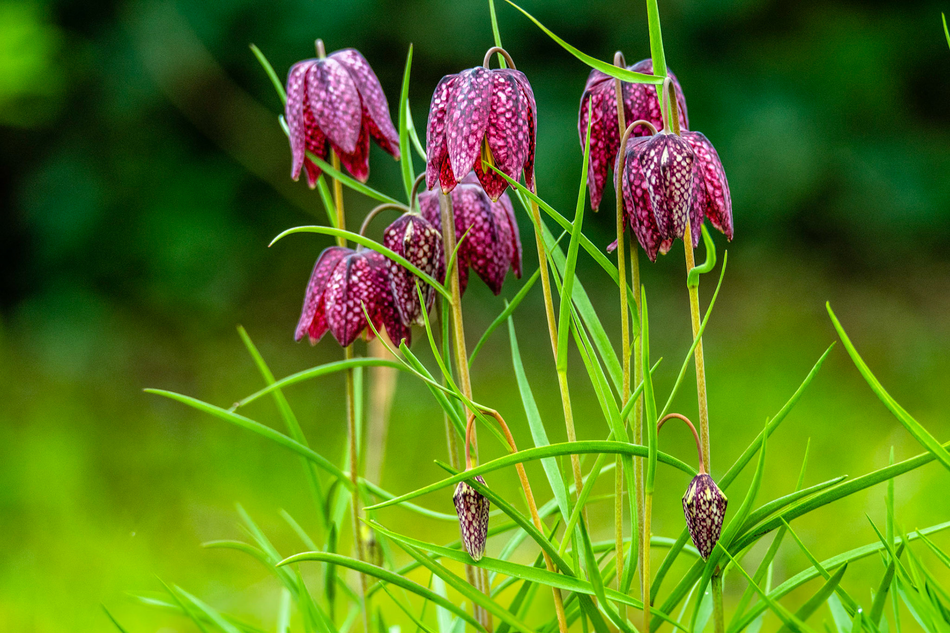 Fritillaires pintades. Son nom latin vient d'une part de Fritillus, qui signifie cornet pour jeter les dés, en référence à la forme de sa fleur, et d'autre part de meleagris, qui signifie pintade, les pétales de sa fleur étant tachetés comme le plumage d'une pintade. C'est une fleur qui aime l'humidité. Photographiée ici en Aubrac.