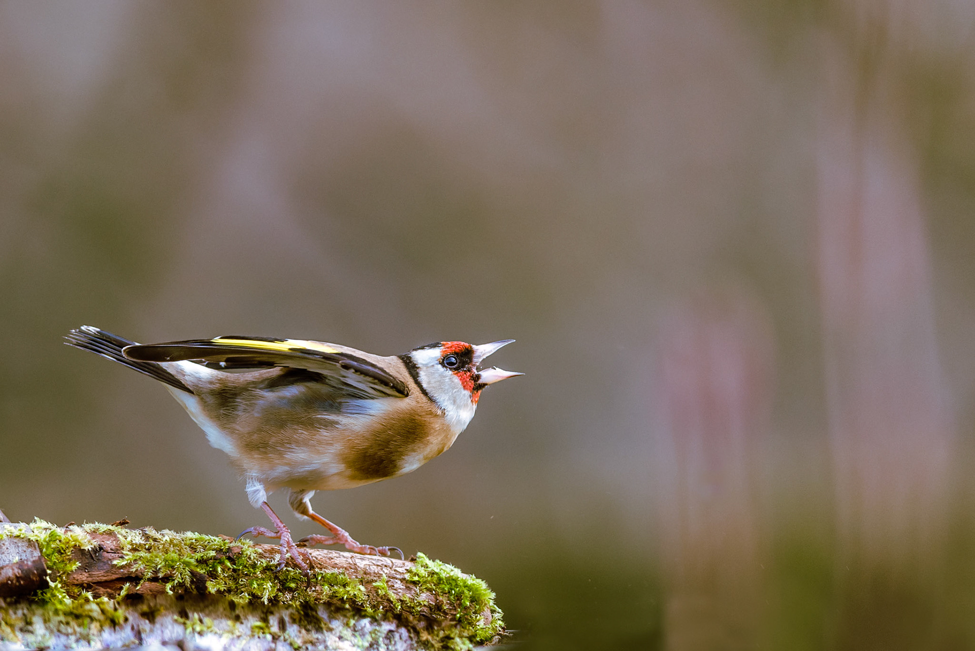 Chardonneret élégant. Oiseau des prés et des champs, c'est l'un des plus beaux visiteurs du jardin avec une cascade de couleurs somptueuse.