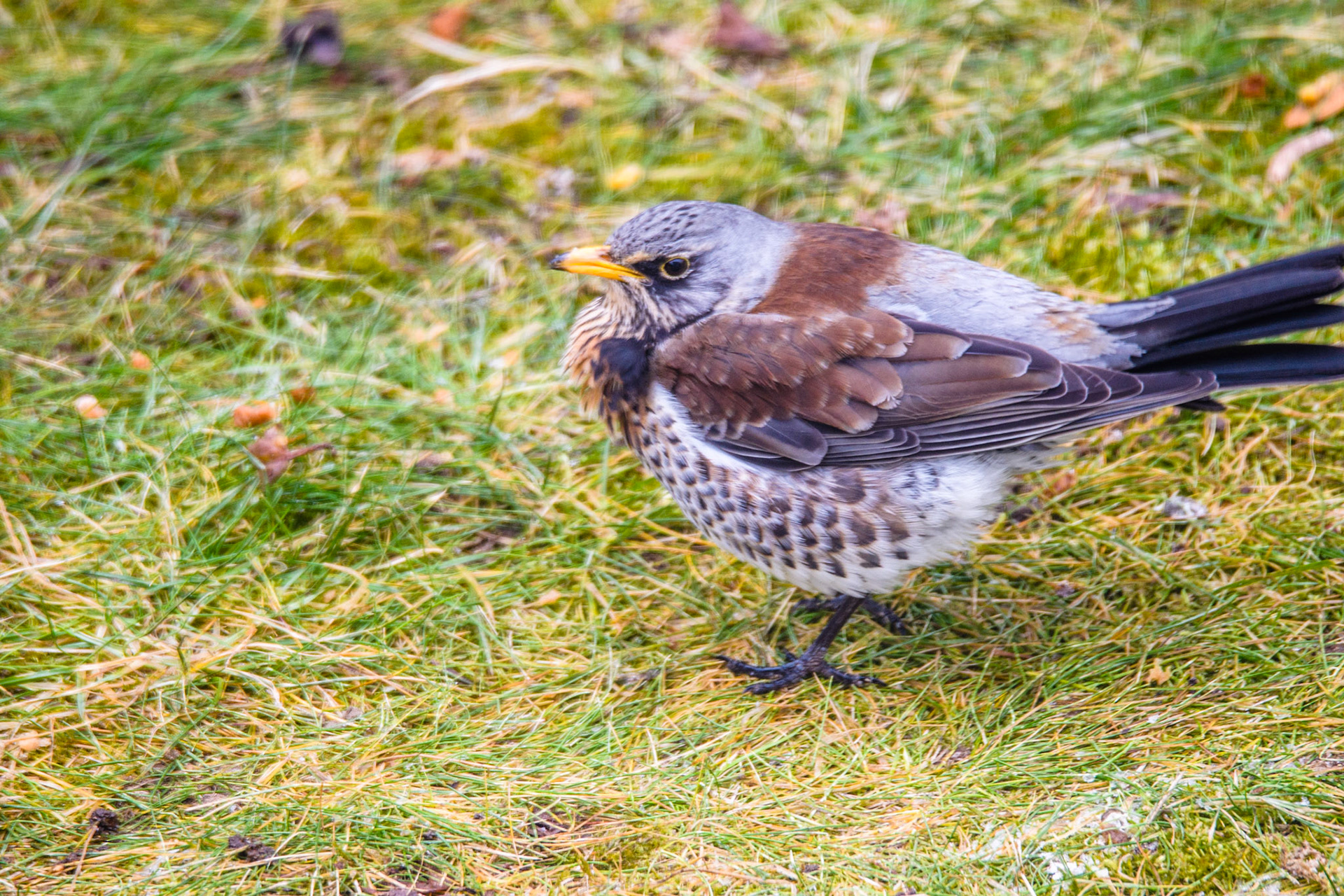 Grive litorne. Originaires d'Europe du nord, les grives litornes sont des visiteuses hivernales qui arrivent en octobre ou novembre. Si les hirondelles annoncent le printemps, les litornes annoncent la venue de l'hiver. Elles peuvent rester dans leur territoire d'hivernage jusqu'en mars ou avril.