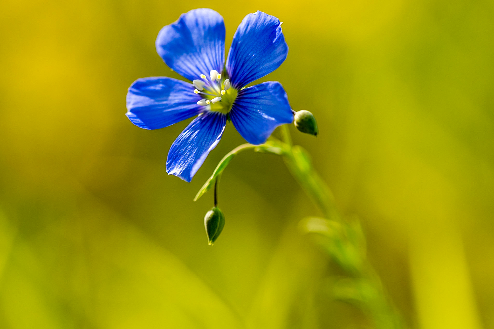 Lin des Alpes. Cette plante ne pousse qu’à l’étage subalpin (1 700 et 2 500 m d'altitude) et affectionne les prairies relativement sèches. La couleur de ses fleurs peuvent varier, mais le plus souvent sont d’un beau bleu azur.