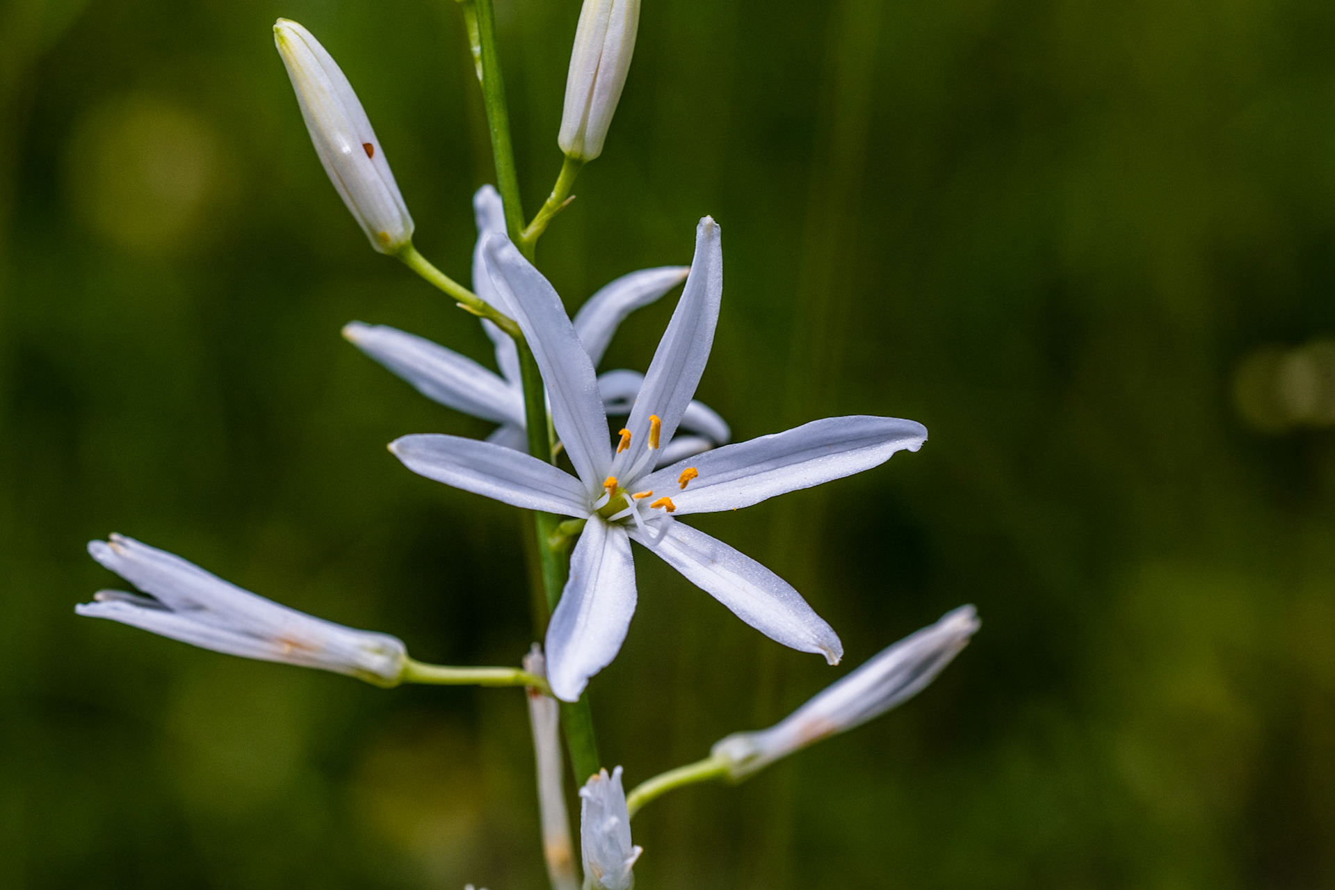 La Phalangère à fleur de lis est une plante à la belle silhouette gracile. Ses fleurs blanches en forme de trompette, sont agrémentées de belles étamines jaunes et joliment disposées en grappes simples.
