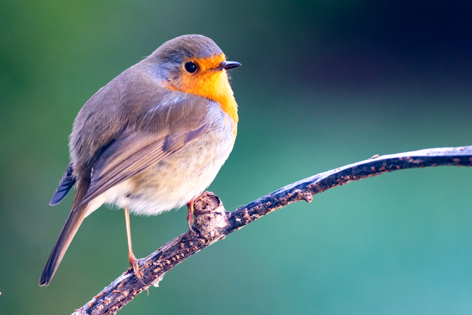 Rouge-gorge. À l'opposé de nombreux autres oiseaux, le rouge-gorge vit en solitaire pendant l'automne et l'hiver mâle et femelle restant sur leur territoire hivernal respectif avec comme résultat qu'ils continuent à chanter même en hiver. Le rouge-gorge semble bien voir dans l'obscurité, car il est encore actif le soir quand il n'y a plus de lumière.