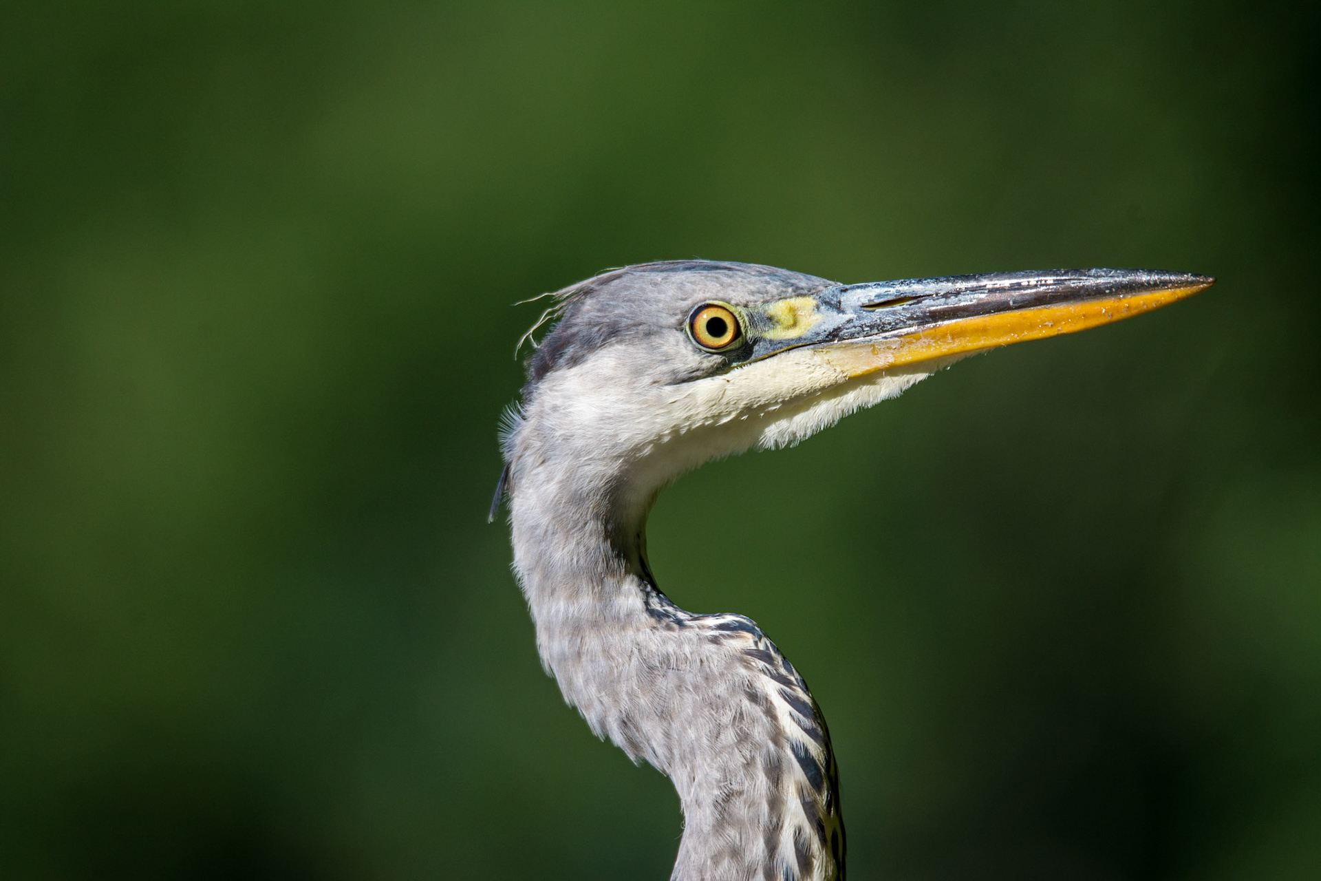 Héron cendré. Le héron cendré pêche à l’affût. Capable de rester immobile sur ses grandes échasses pendant de très longs moments, il guette les moindres mouvements autours de lui afin d’attraper d’un coup furtif avec son grand bec sa proie à la moindre apparition. Il est capable de saisir des poissons allant jusqu’à plus de 500 grammes.