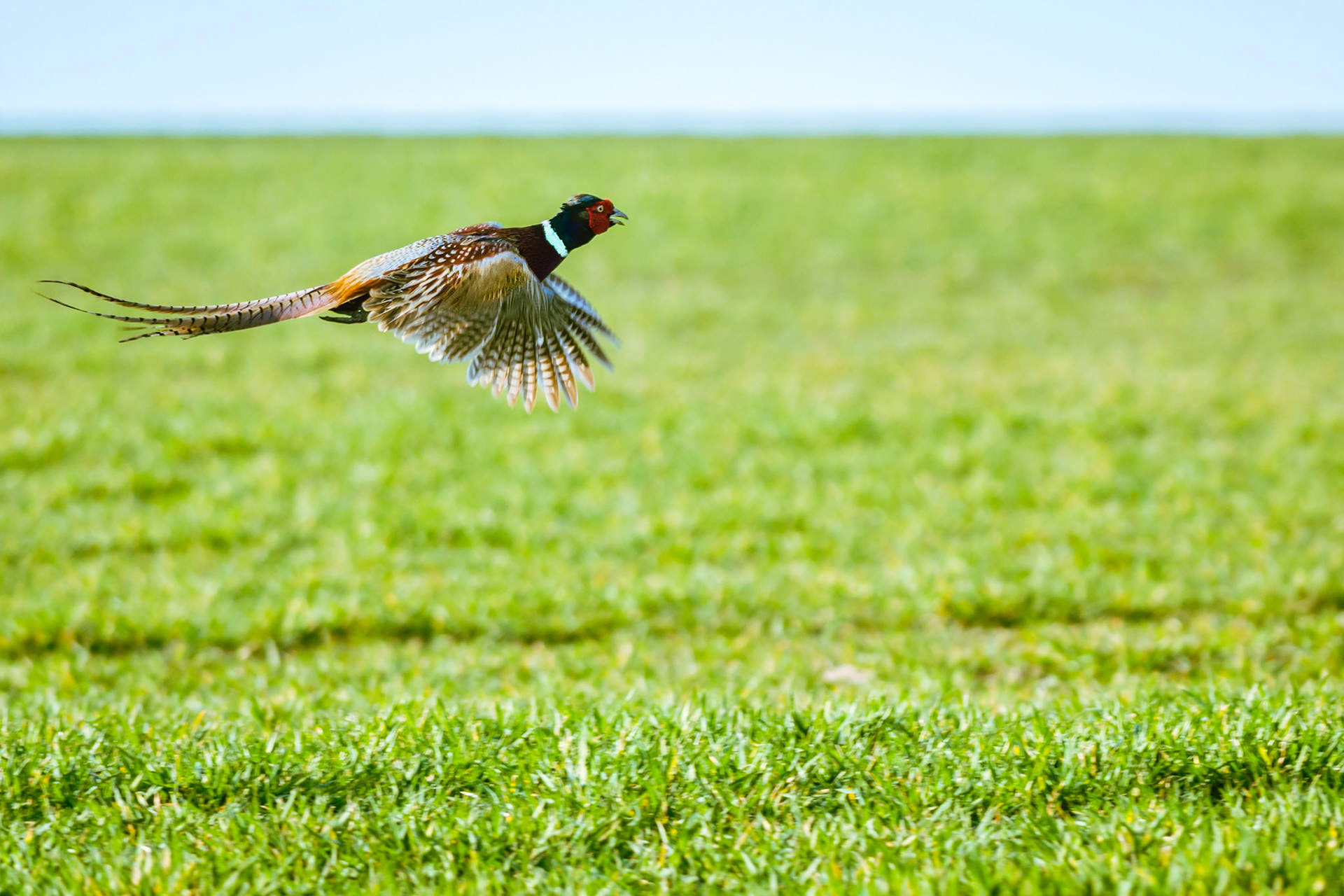 Faisan colchide. En vol, on reconnaît les ailes courtes et la longue queue de ce bel oiseau au plumage à dominante rousse et une longue queue aux motifs rouges et verts.