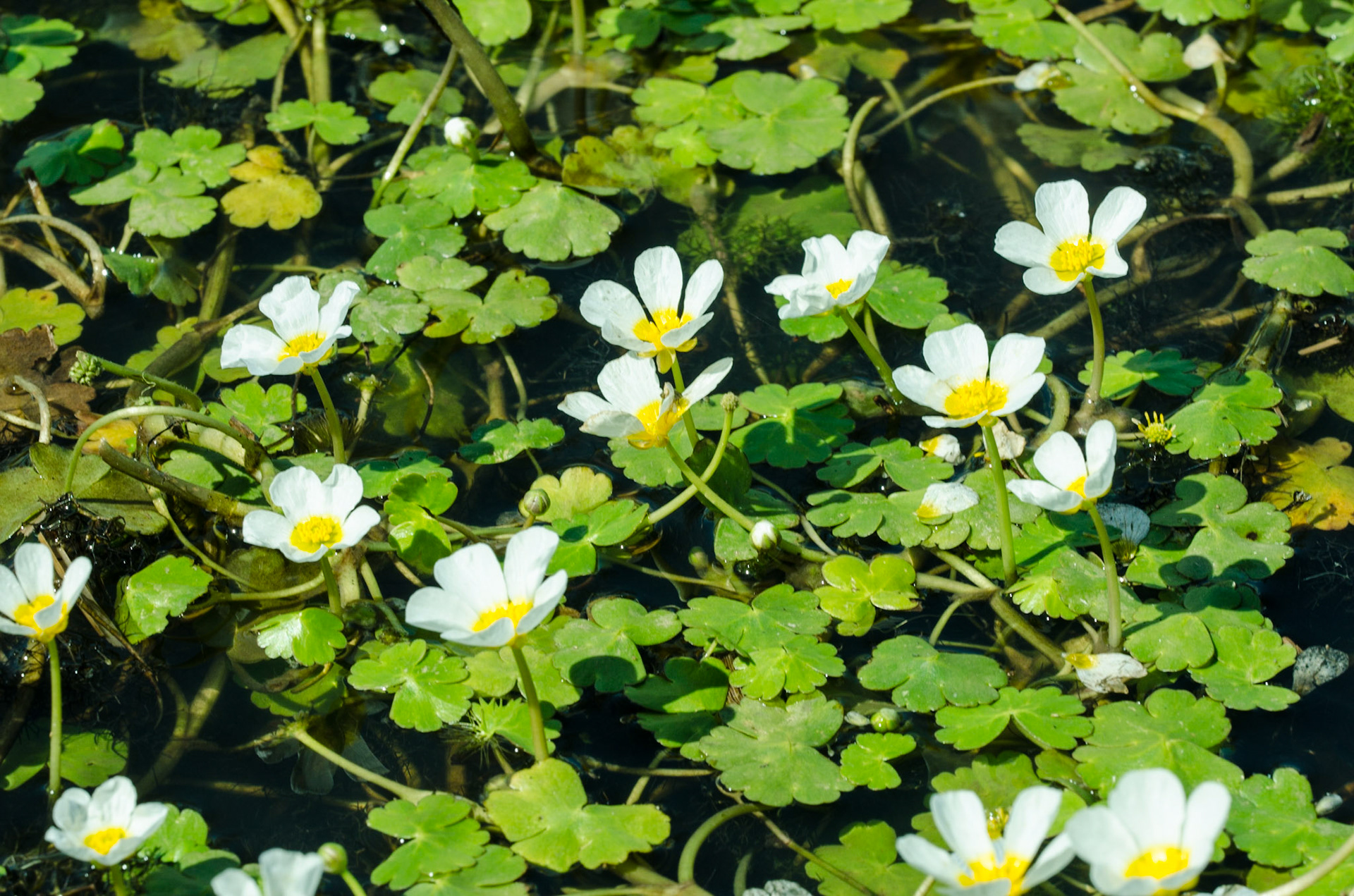 Fausse renoncule flottante