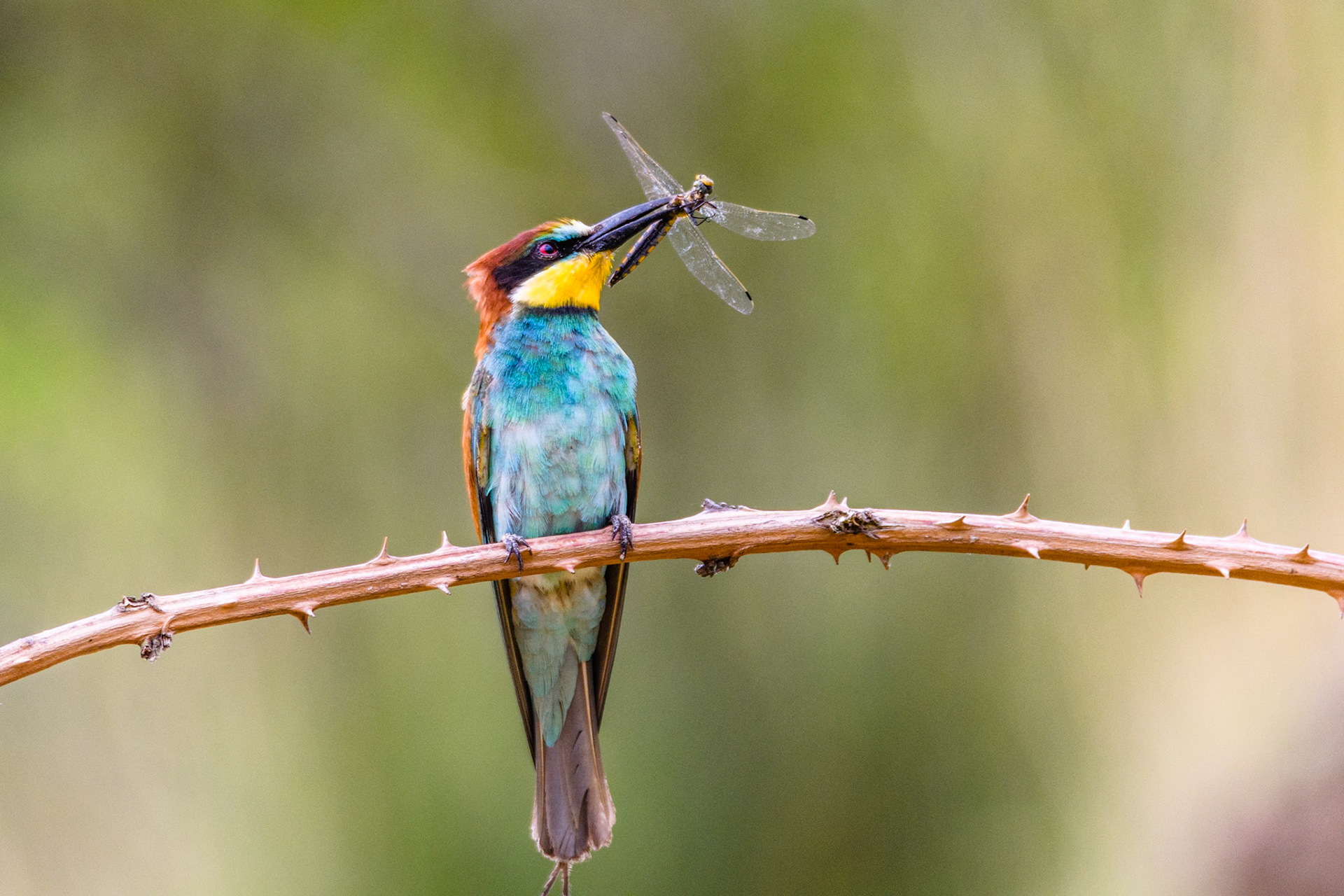 Guêpier d'Europe. Ce magnifique oiseau nous vient d'Afrique au début mai et niche en colonies dans les berges, les talus et dans les sablières, mais est observé parfois isolément. Les colonies peuvent atteindre plusieurs centaines de couples. Son vol est très élégant grâce à ses longues ailes effilées et entrecoupé de nombreux planés au cours desquels il émet son cri fluide caractéristique.