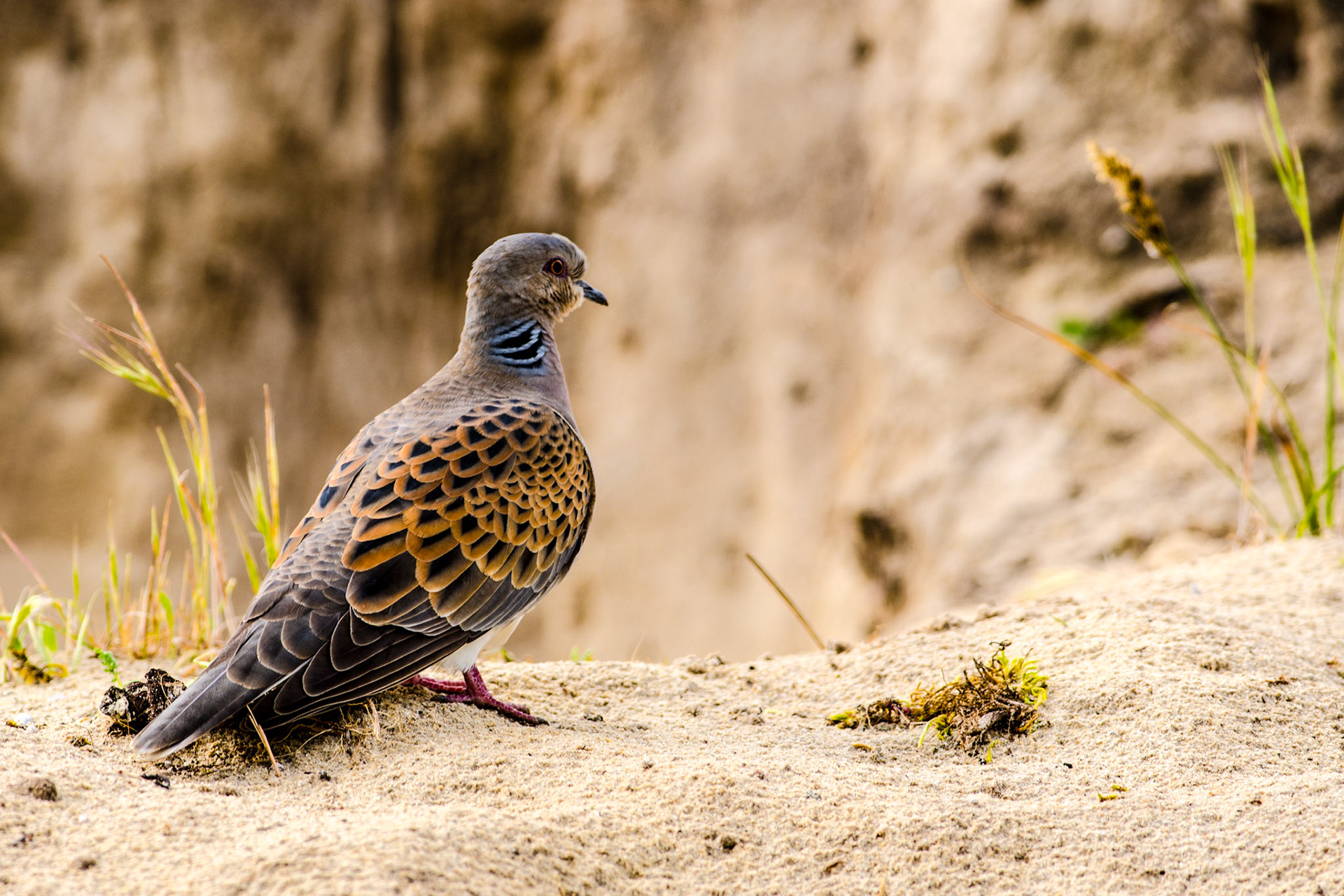 Tourterelle des bois. La tourterelle des bois est le plus petit pigeon européen, mais c'est certainement le plus beau. Elle est le seul pigeon migrateur d'été, qui remonte vers le nord fin avril à début mai, pour se reproduire. Comme beaucoup d'oiseaux migrateurs, cette espèce connaît actuellement un déclin rapide et spectaculaire ces dernières années à cause de l'effet combiné des méthodes agricoles "modernes", de la sécheresse dans ses régions d'hibernation africaines et de la chasse, qui s'opère lorsqu'elle migre.