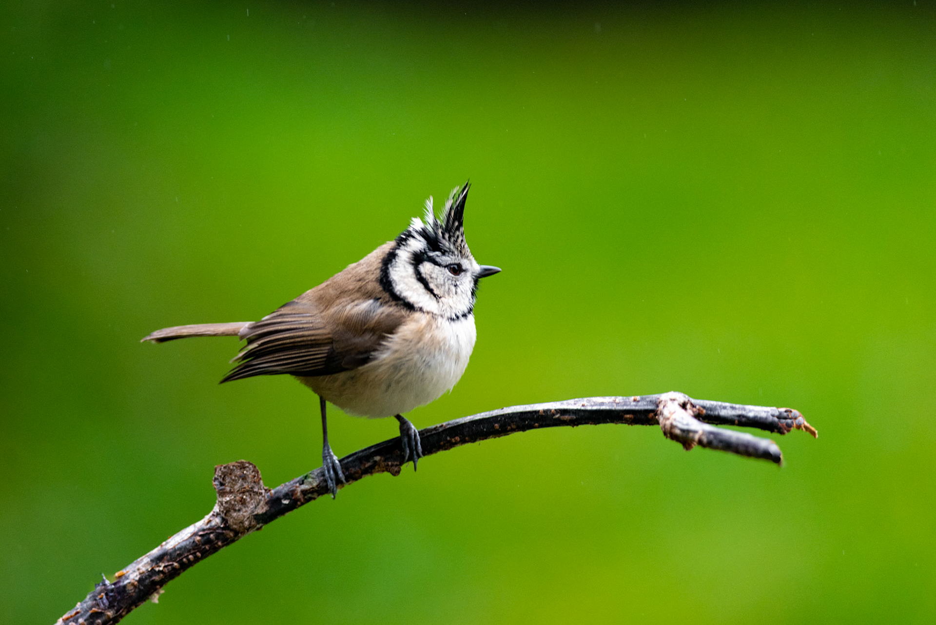 Mésange huppée. Cette élégante mésange est nettement plus petite qu'une mésange charbonnière. Elle est facilement reconnaissable grâce à sa huppe érectile striée de noir et blanc, qui se dresse au sommet de sa tête. Toujours vive et en perpétuel mouvement, elle se plaît en compagnie de ses congénères, ainsi qu'avec les roitelets.