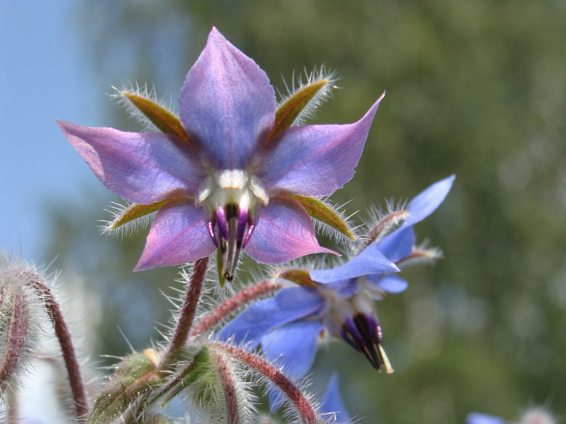 Bourrache officinale. Ses fleurs bleues s'épanouissent la tête penchée vers le sol au bout de tiges hérissées de petits poils raides. Cette plante est commune dans les terrains vagues, les remblais et les fossés, mais peut être utilisée pour décorer les jardins.La pl