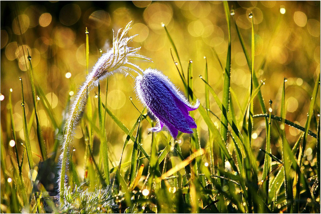 Anémone pulsatile. Sa tige couverte de longs poils nous offre sa fleur en cloche de teinte violacée en avril et mai. Peu fréquente, la plante ne peut être trouvée que sur les hauteurs ensoleillées des prairies de collines ou de moyenne montagne jusqu'à 1000 m. Elle cohabite souvent avec les orchidées. Son nom provient du grec "anemos", qui signifie vent. La fleur s'agite lorsqu'il souffle, et les plumets qui restent après la floraison en indique la direction.