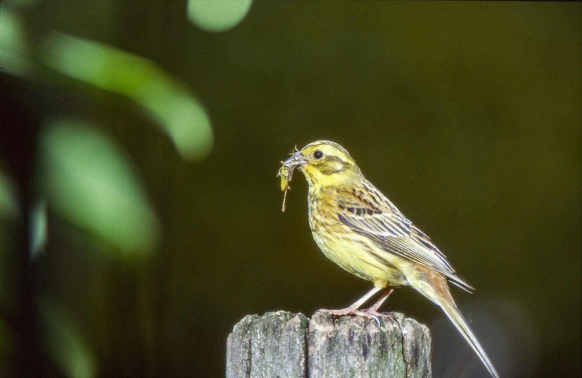 Bruant jaune, s'approchant de son nid pour nourrir ses oisillons.
