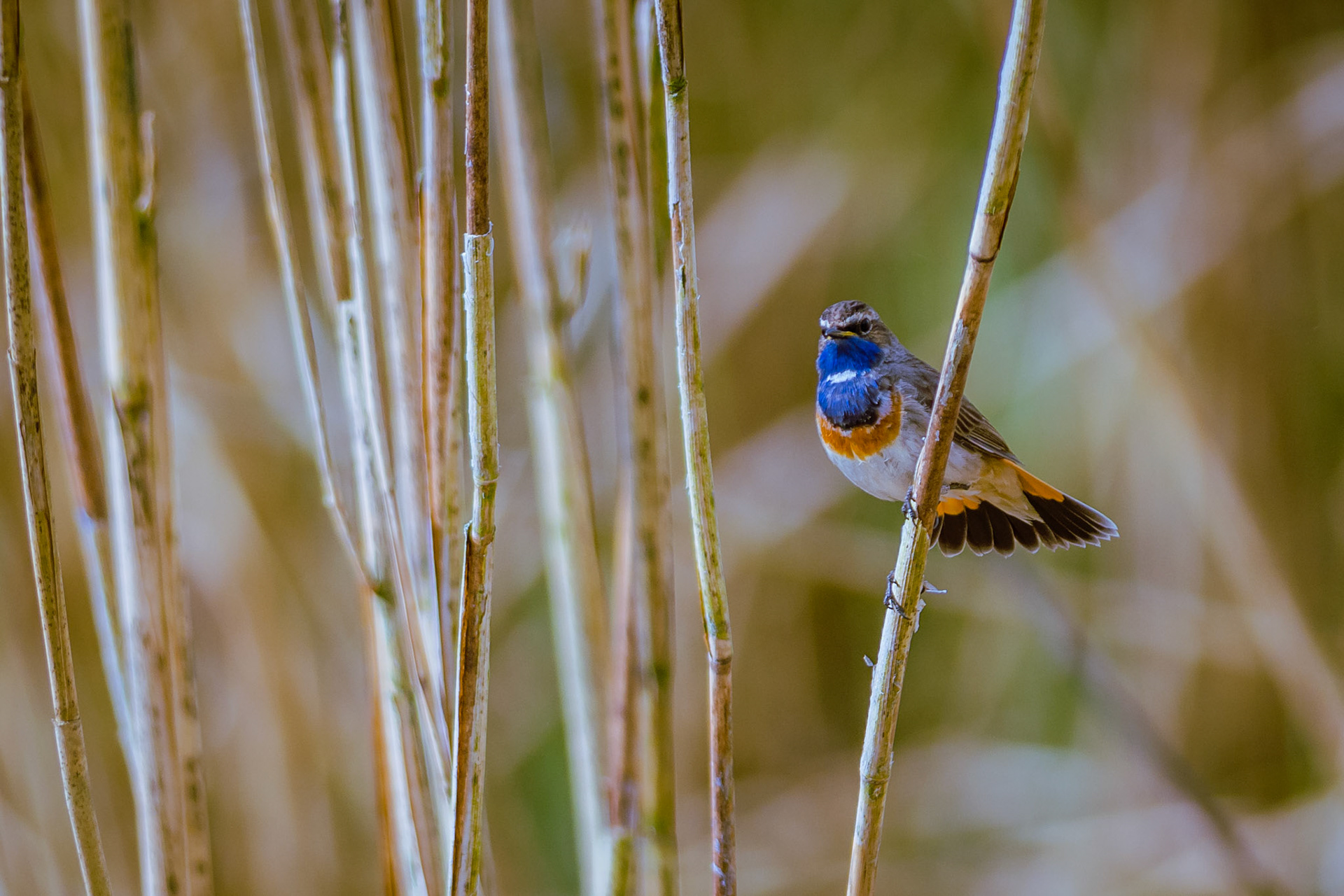 Gorge-bleue à miroir. De temps à autre, elle fait volte-face et se dresse sur ses pattes fines, les ailes pendantes et la queue relevée en éventail. La base de la queue de couleur rouille est alors bien visible. Le mâle peut chanter sur un perchoir. Il se dissimule dans les fourrés ou les buissons bas proches de l'eau, ou tout à fait à découvert. Son vol bas est papillonnant, il est souvent bref et vif, vers le couvert proche.
