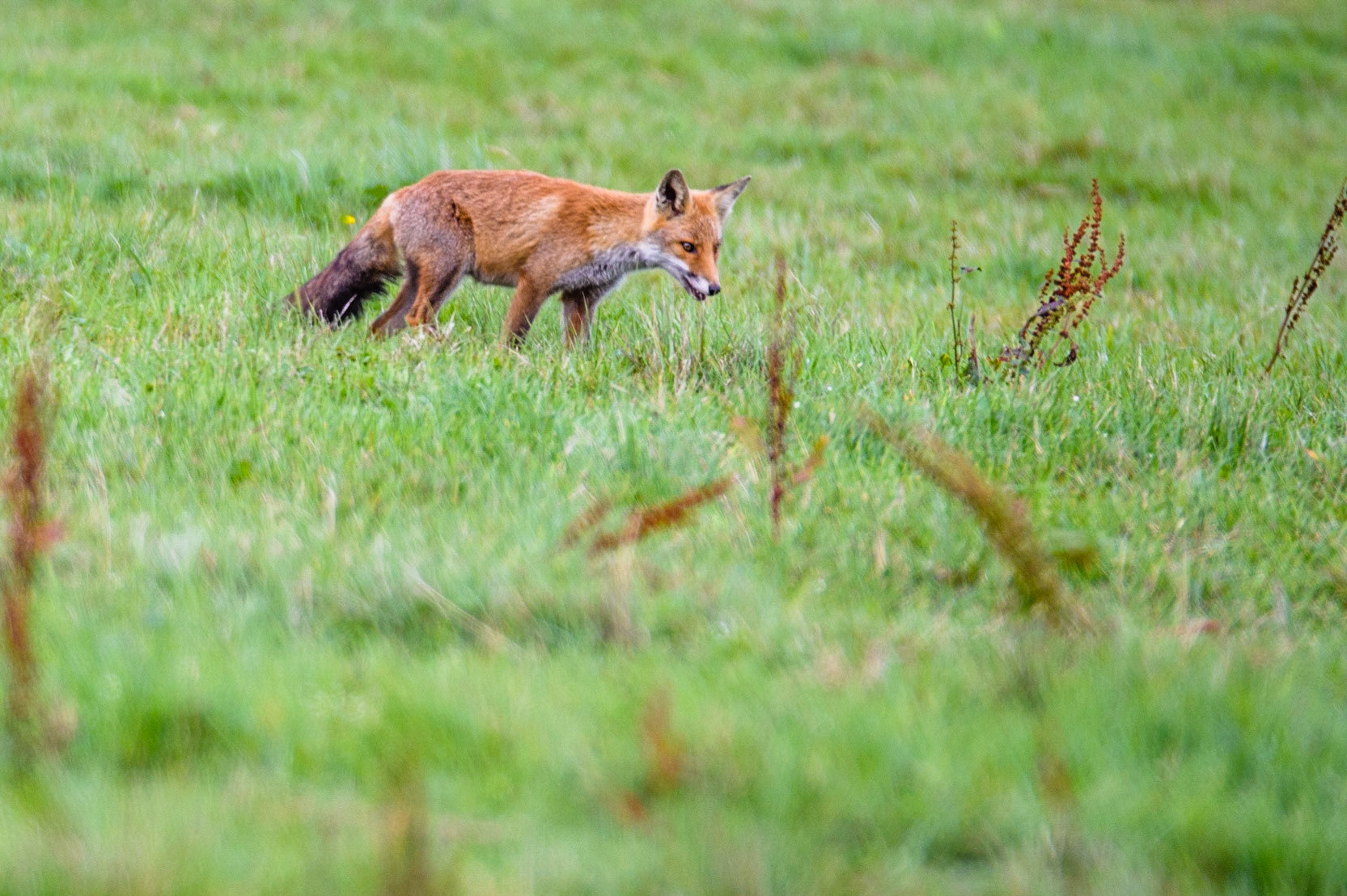 Renard roux